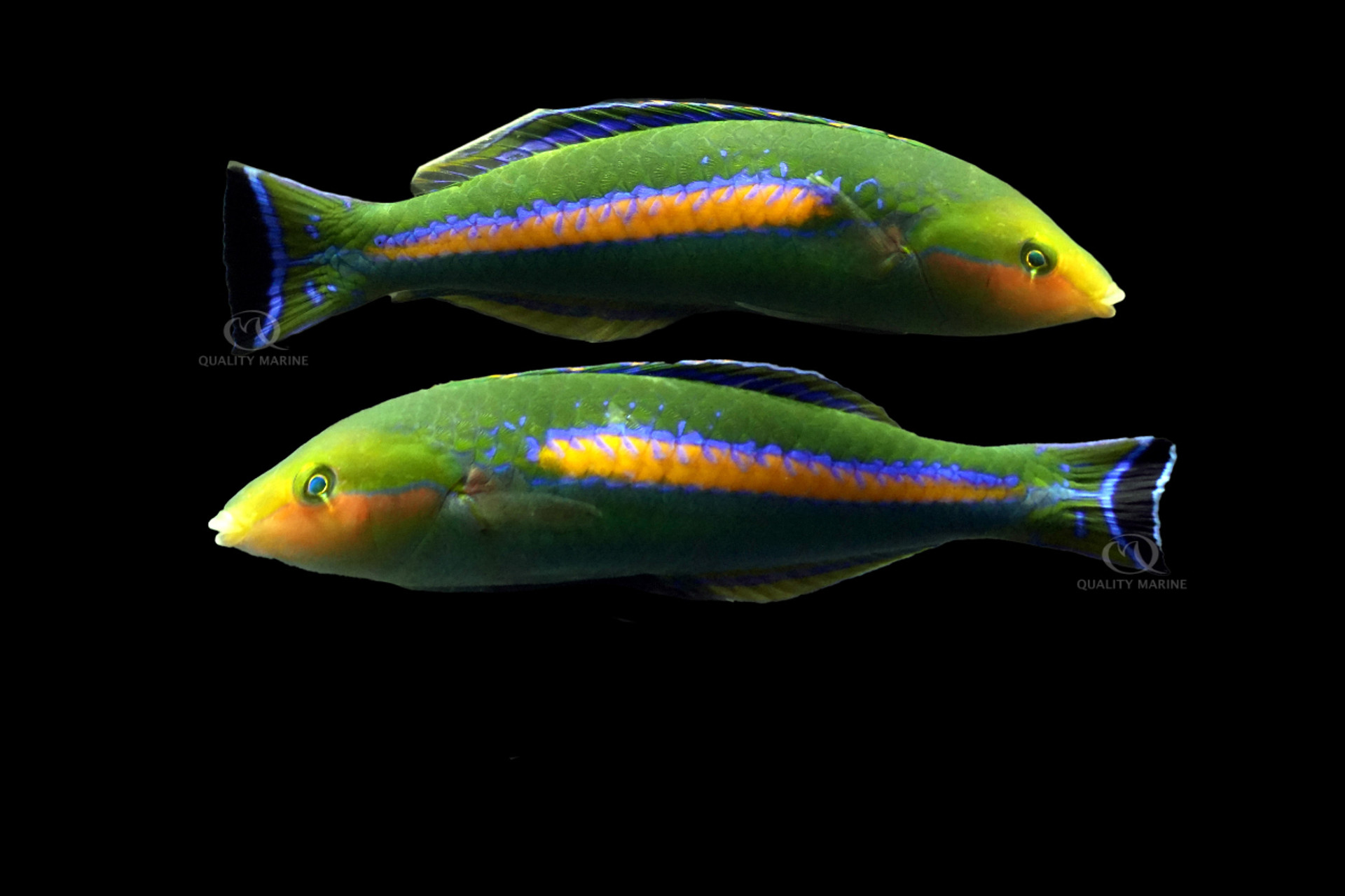 Male African Pencil Wrasse thumbnail image