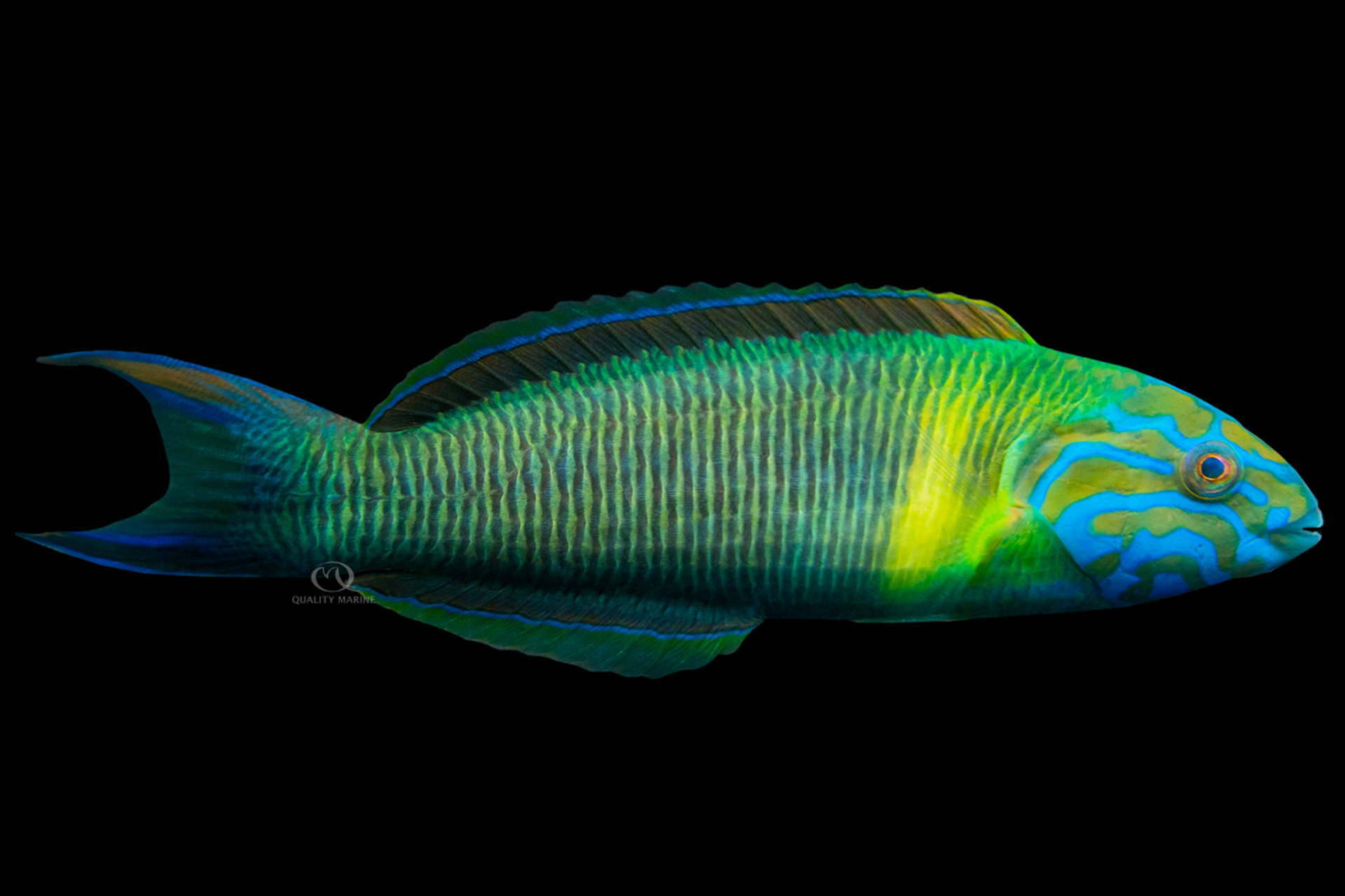 Newton's First Law of Fishy thumbnail image