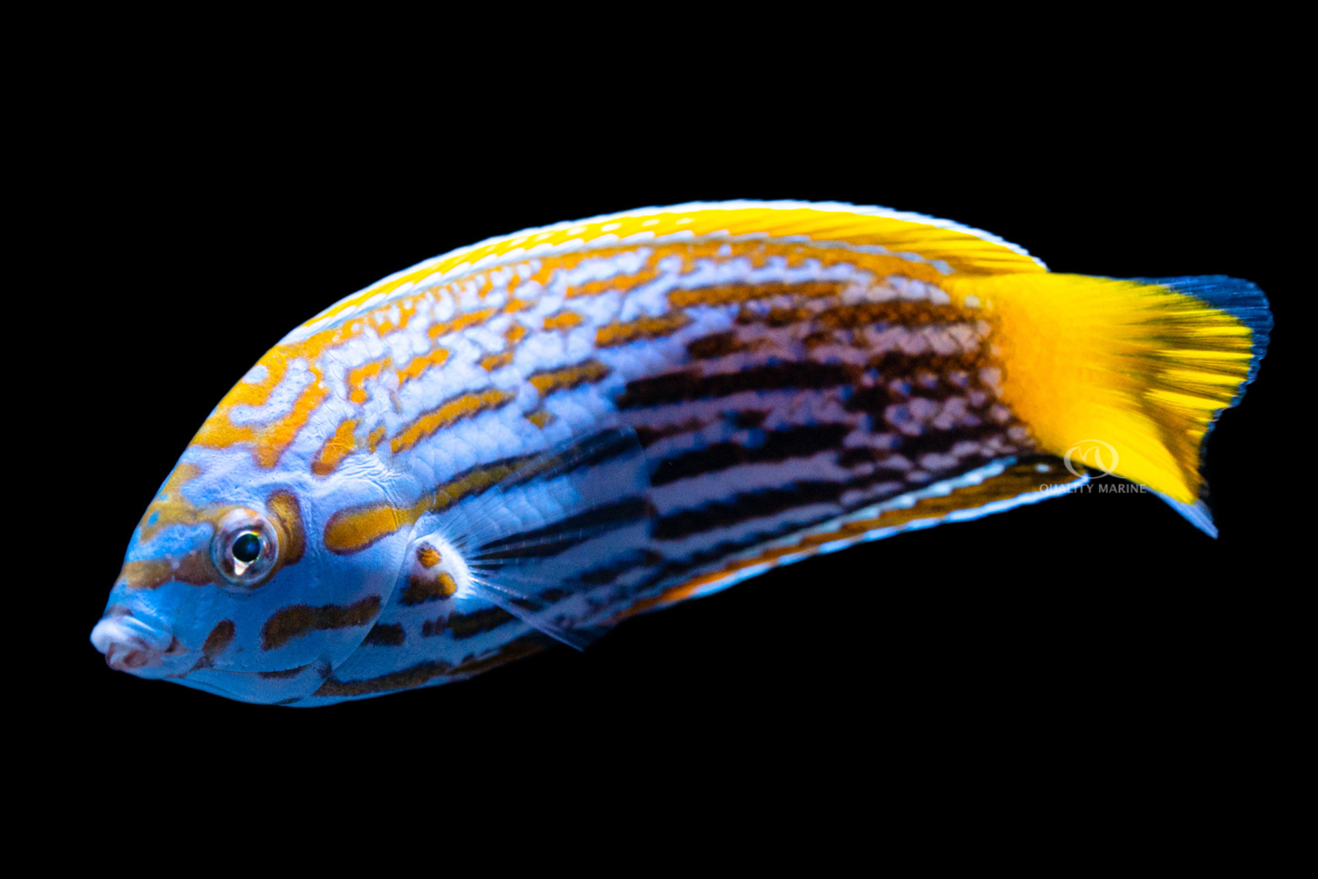 Lennard's Wrasse thumbnail image