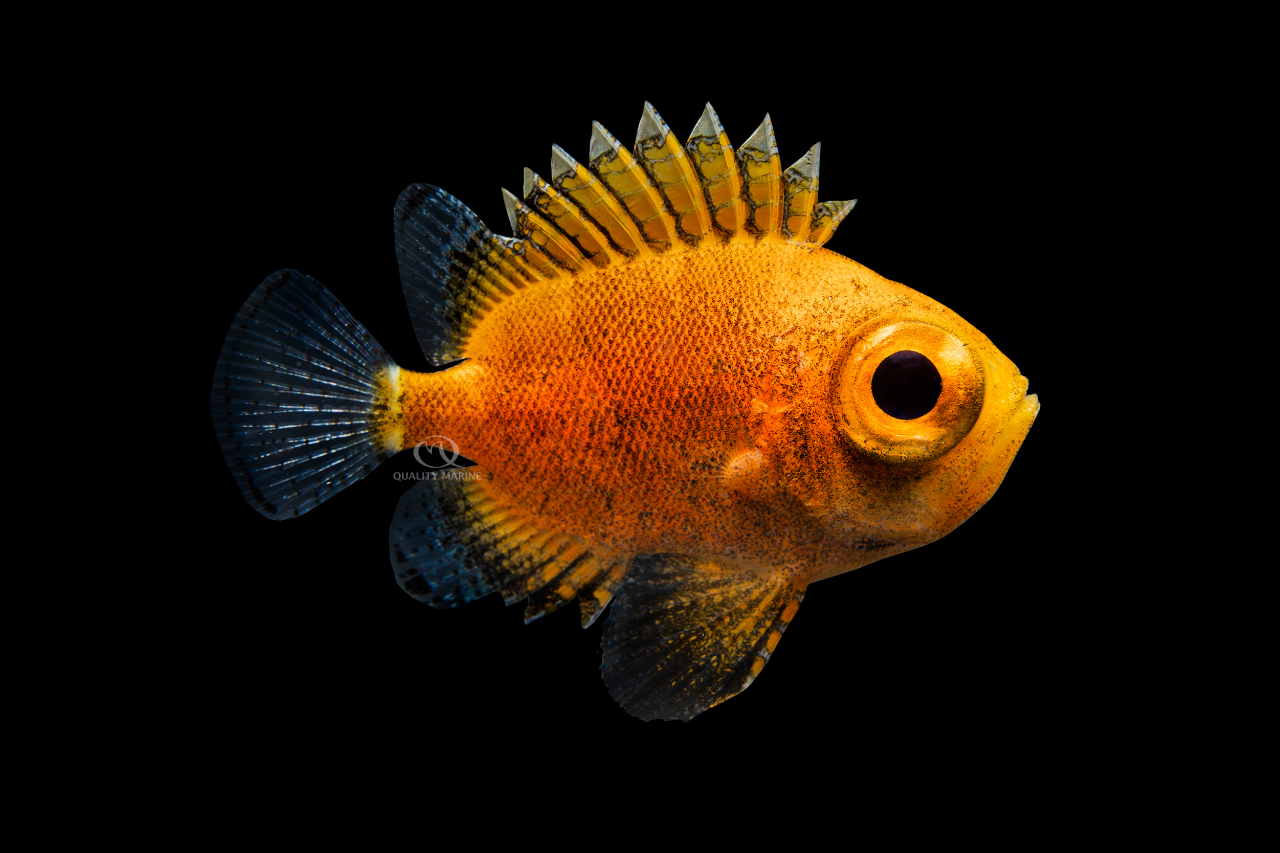 Short Bigeye Soldierfish thumbnail image