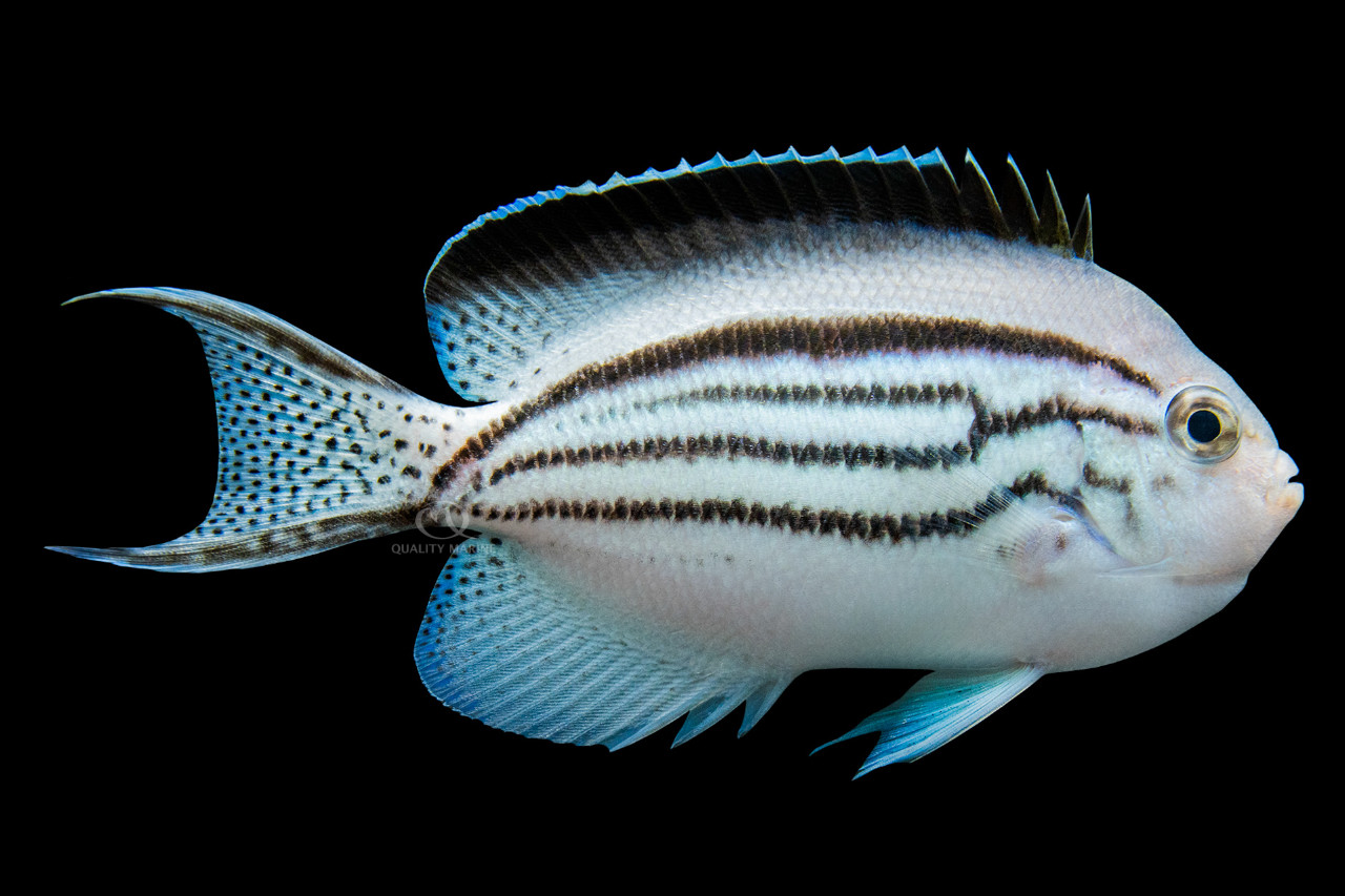 Misbarred Lamarck Angelfish thumbnail image