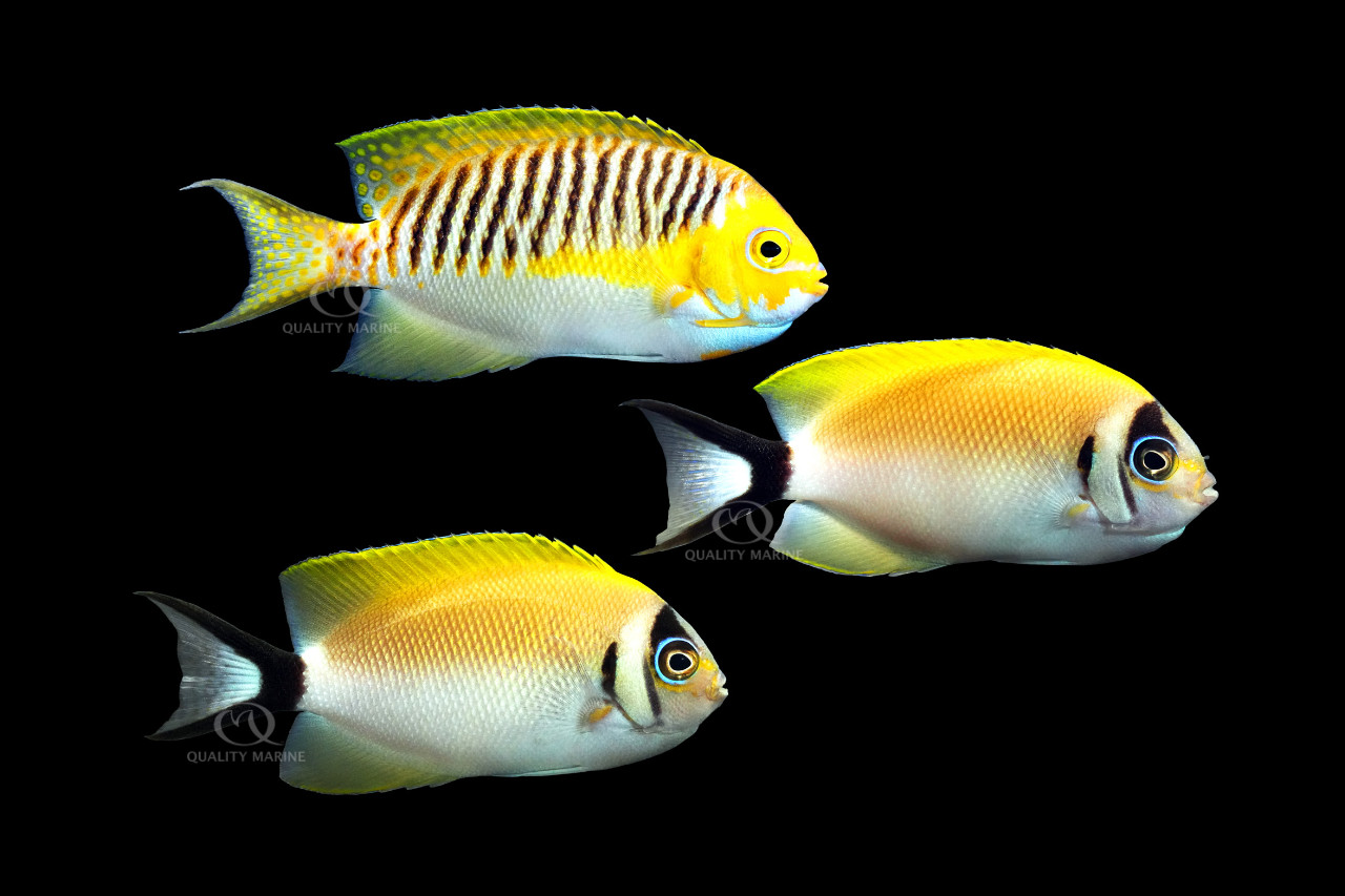 The Japanese Swallowtail aka Masked Swallowtail thumbnail image