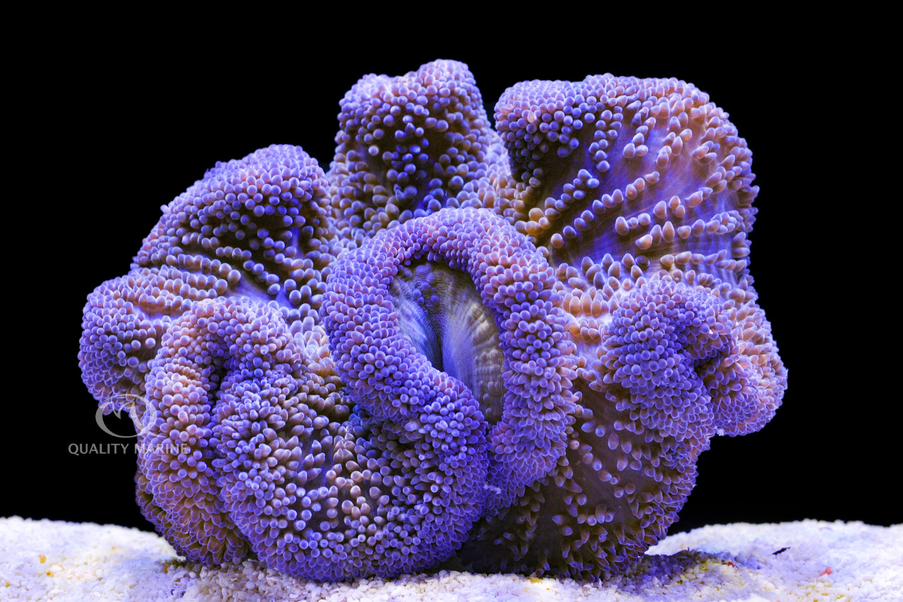 Blue Carpet Anemone thumbnail image