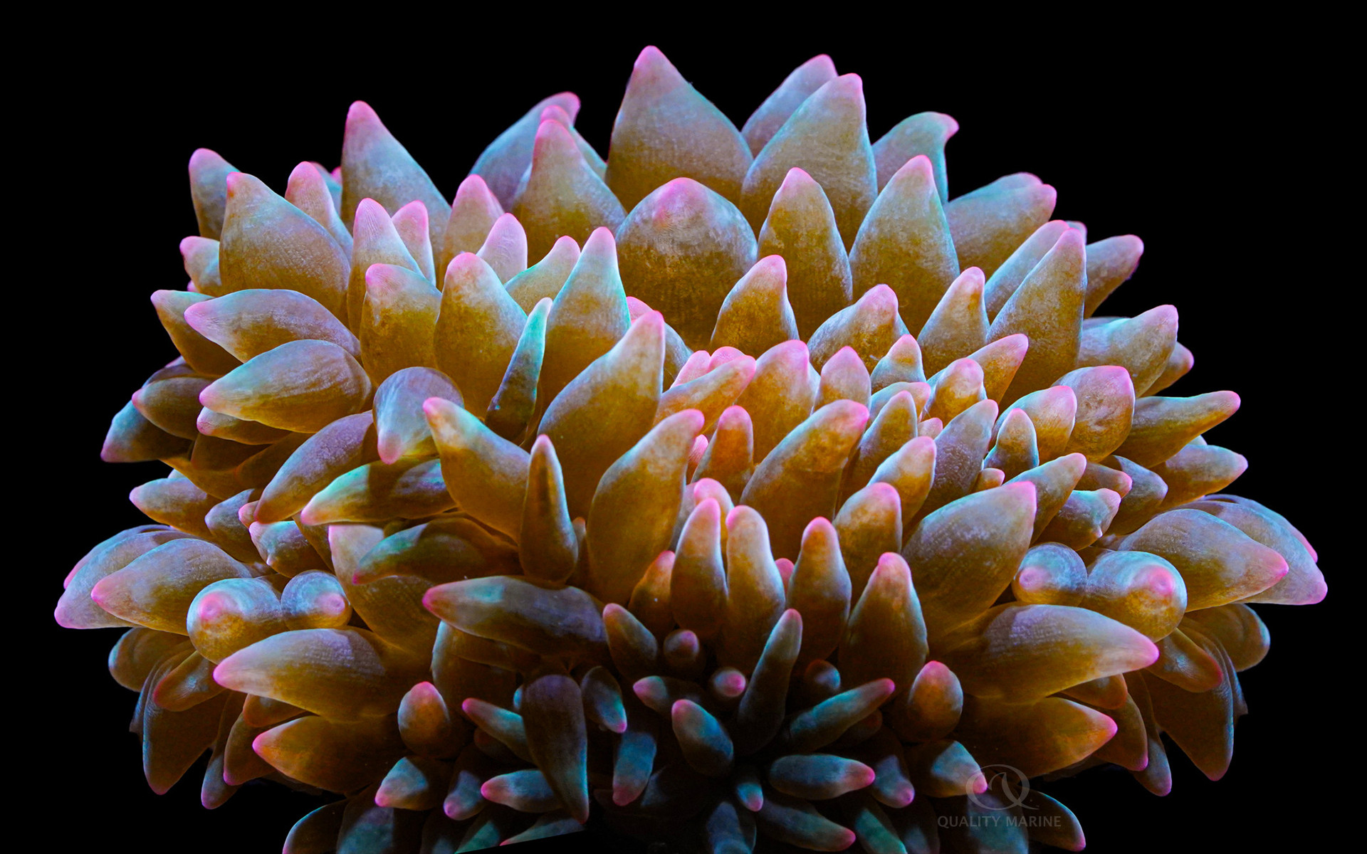 A Summertime Favorite, Watermelon (bubbles nems) thumbnail image