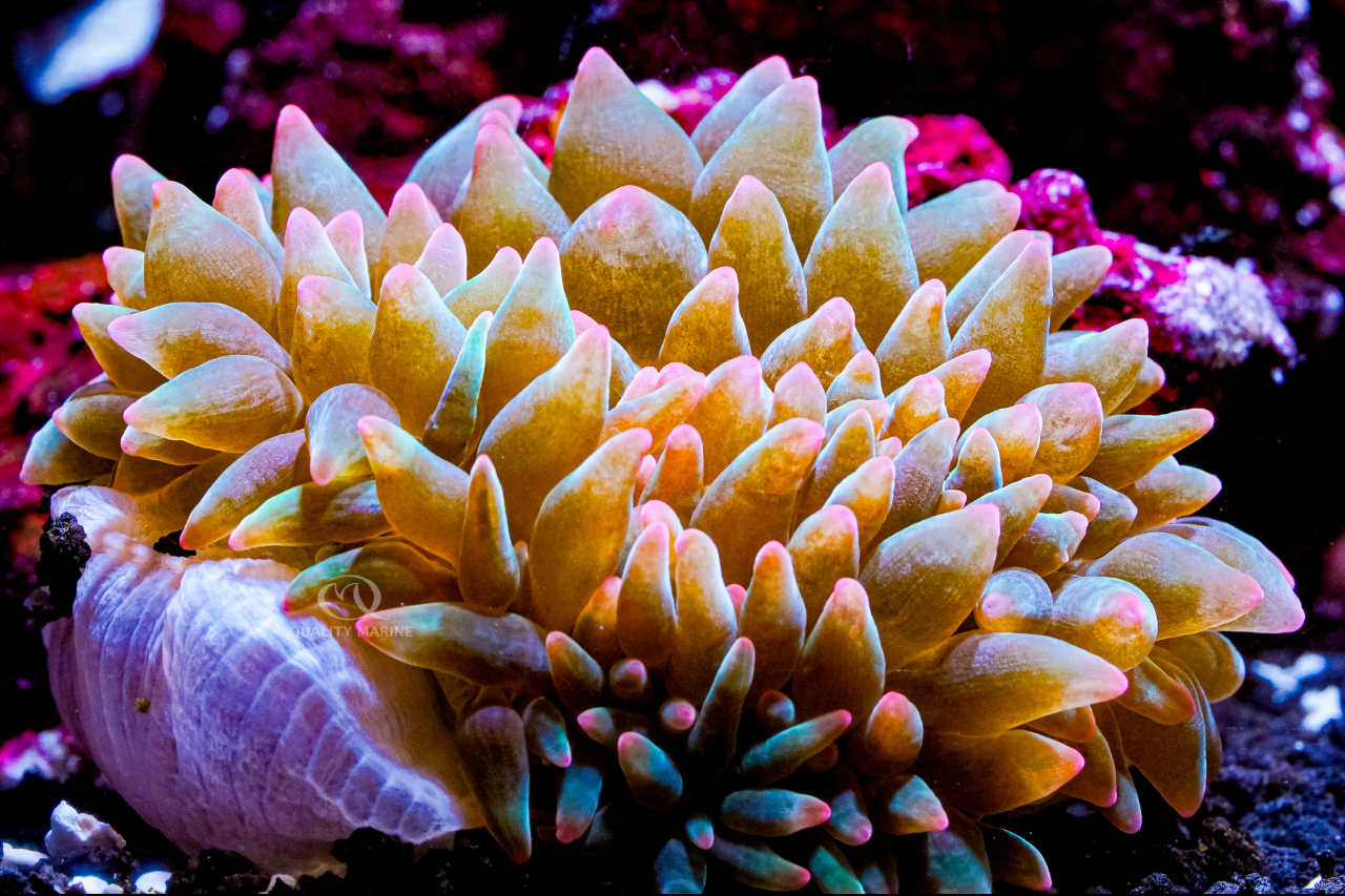 Anemones Anonymous Pt 1 thumbnail image