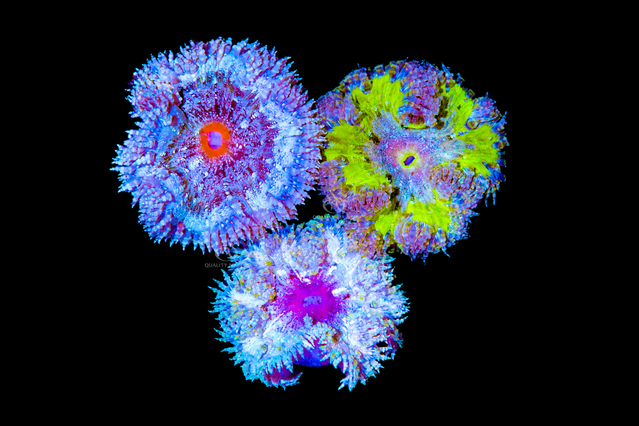 Anemones Anonymous II thumbnail image