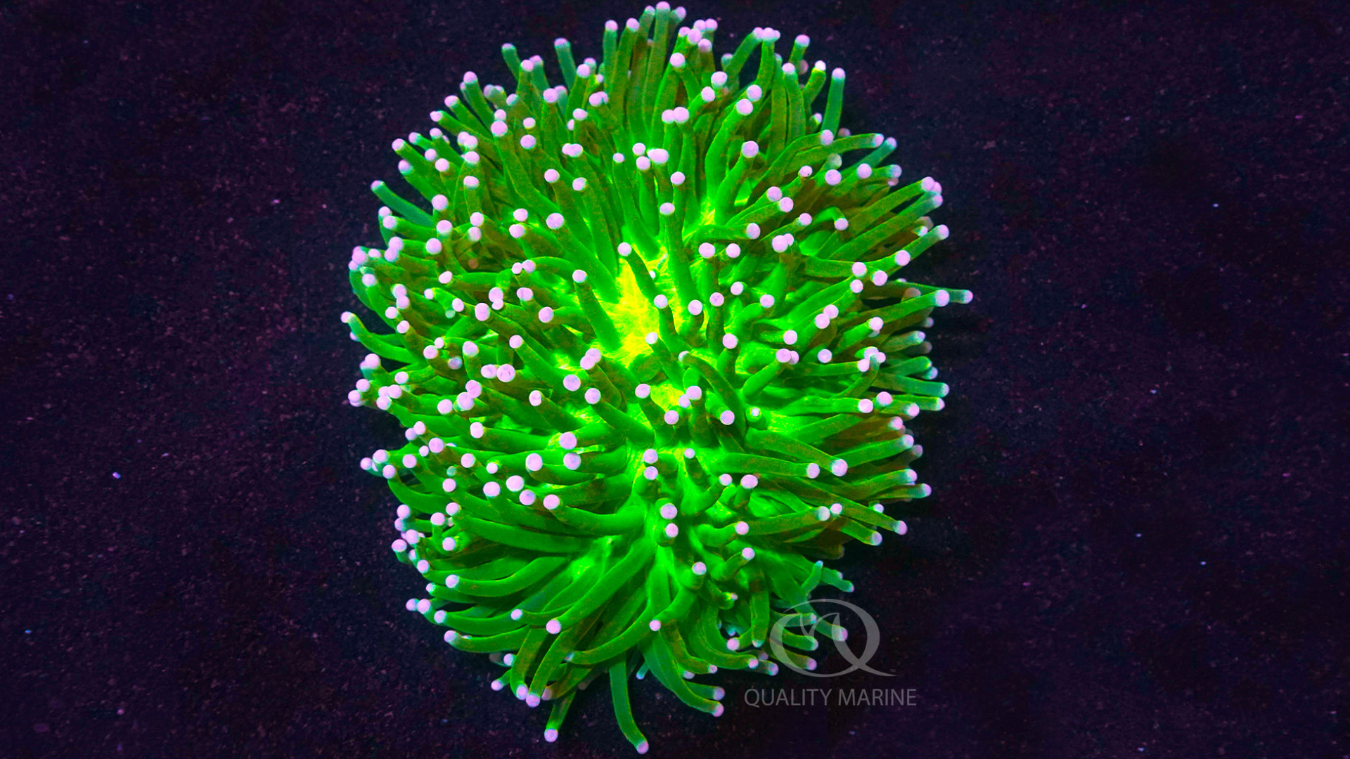 What The Helio thumbnail image