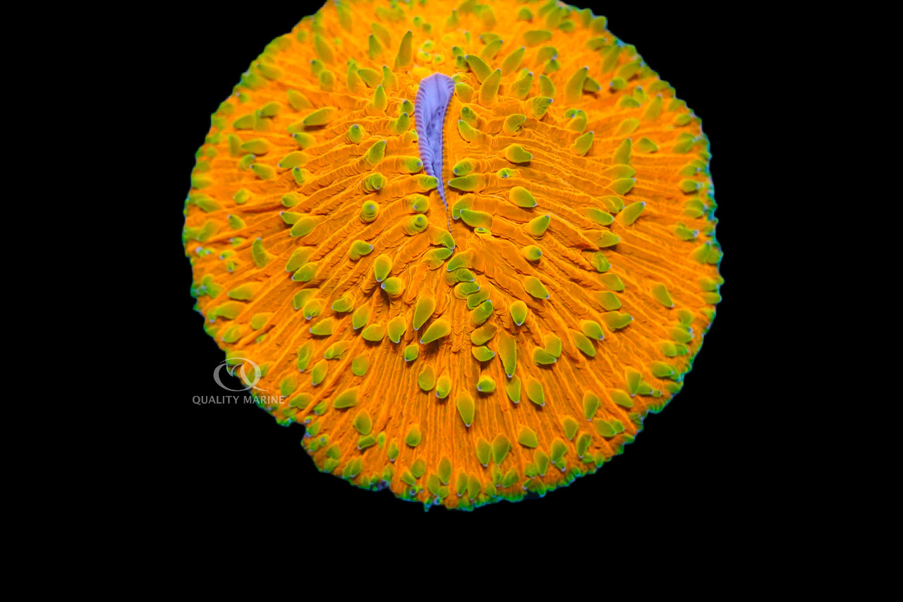 Plate Coral enjoying the nutritious Nutramar Marine Complete Pellets thumbnail image