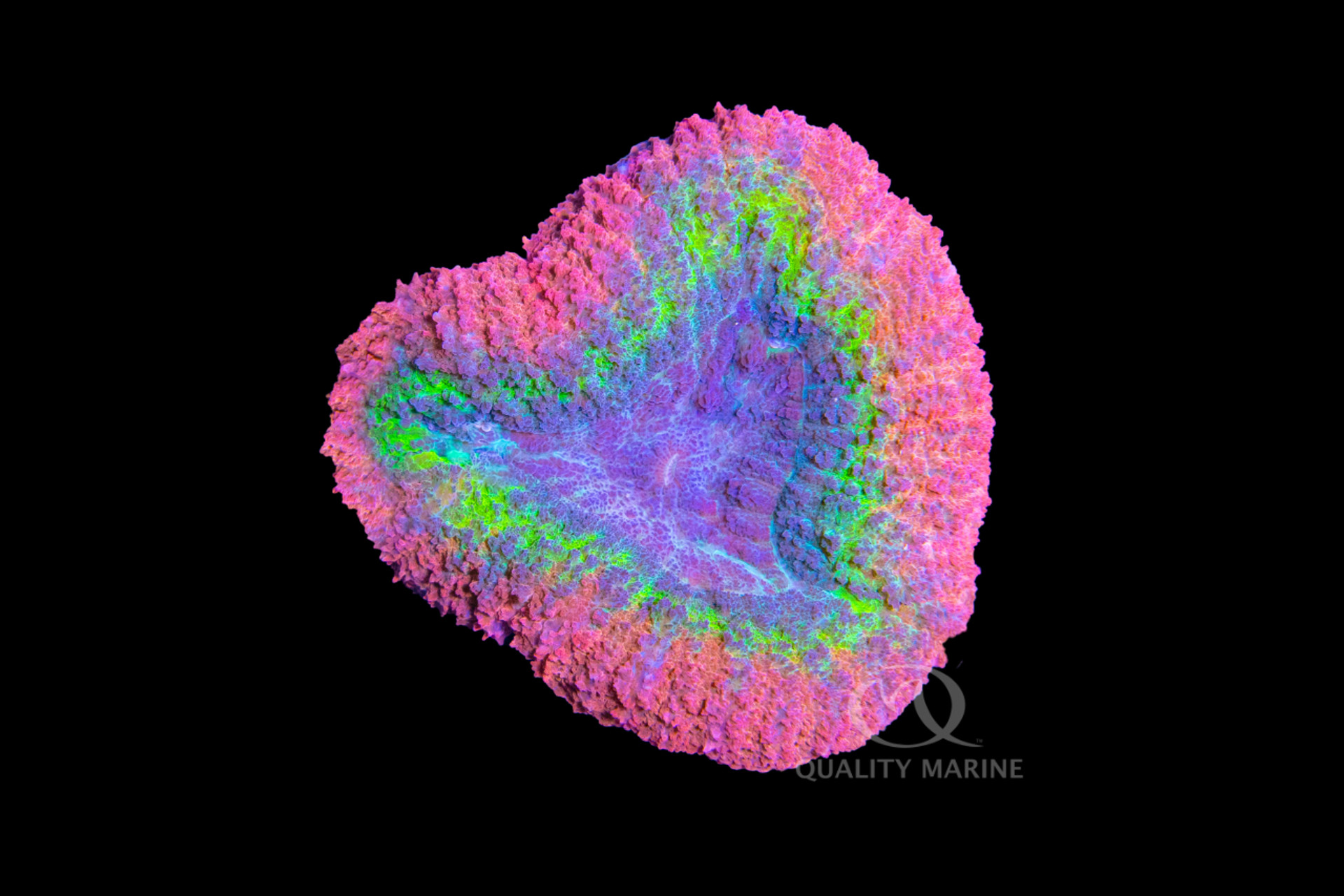 Loving Lobophyllia thumbnail image