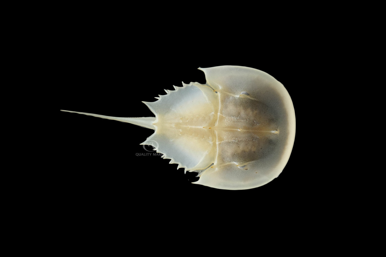 Horseshoe Crab thumbnail image