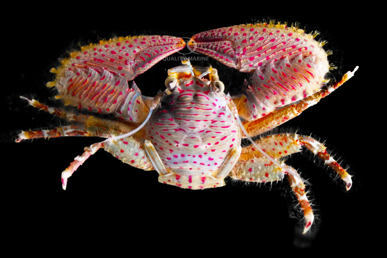 Porcelain Crab thumbnail image