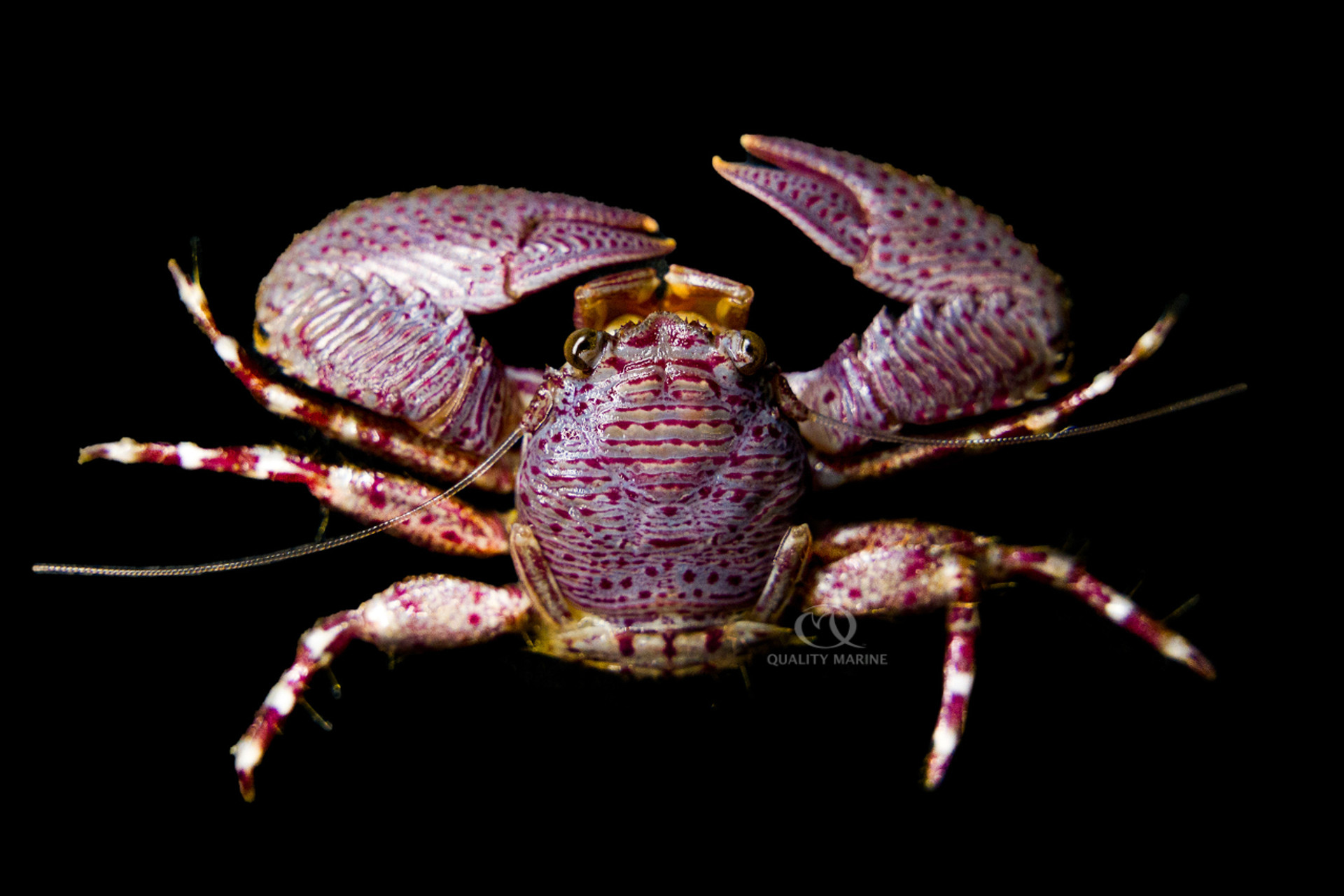 Interesting Inverts - Perfect Porcelain thumbnail image