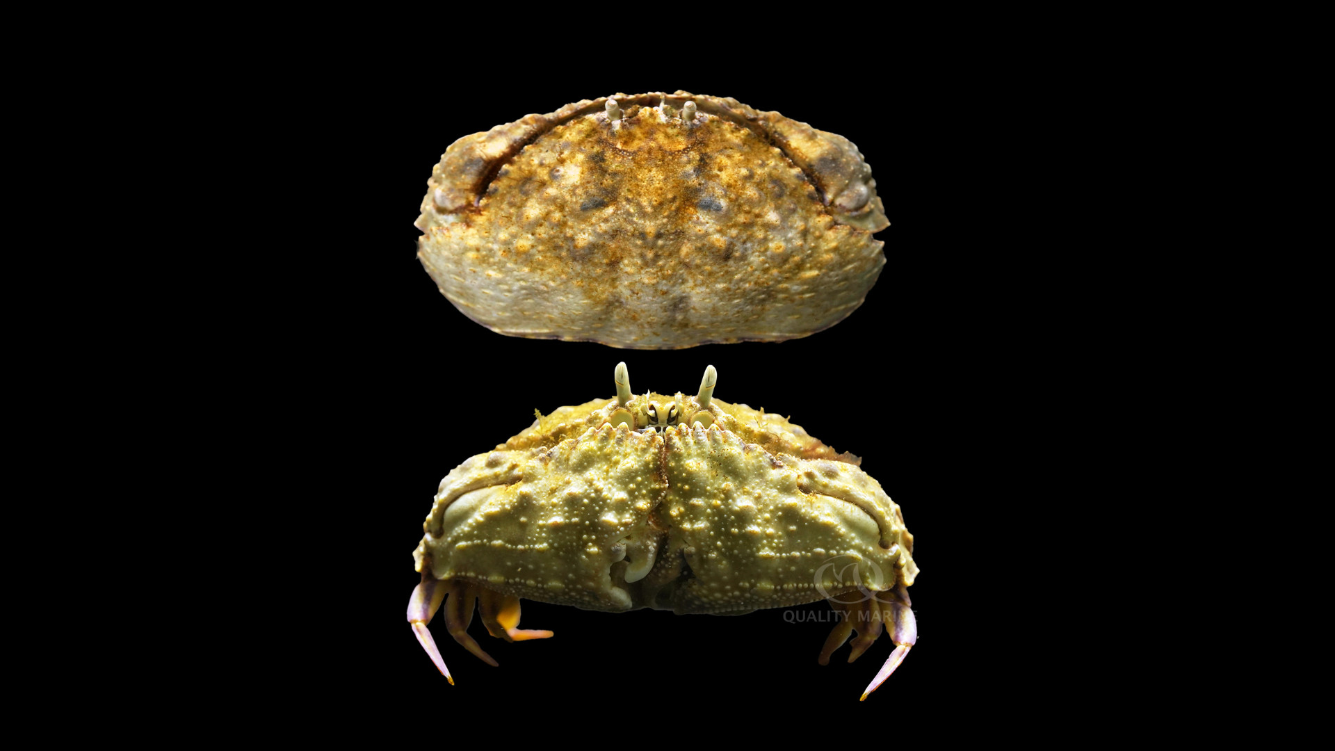 Smooth Box Crab thumbnail image