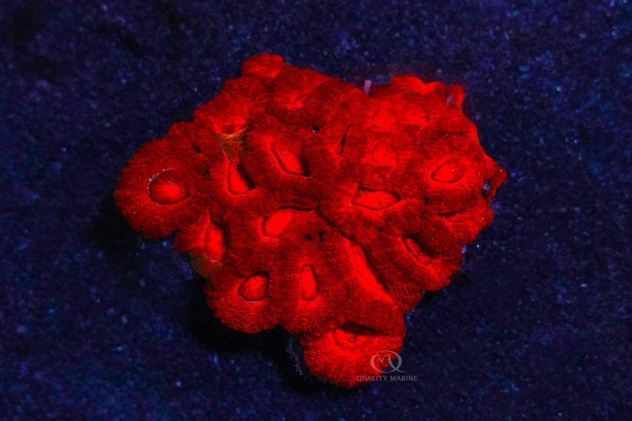 Single Color Lordhowensis Acan thumbnail image