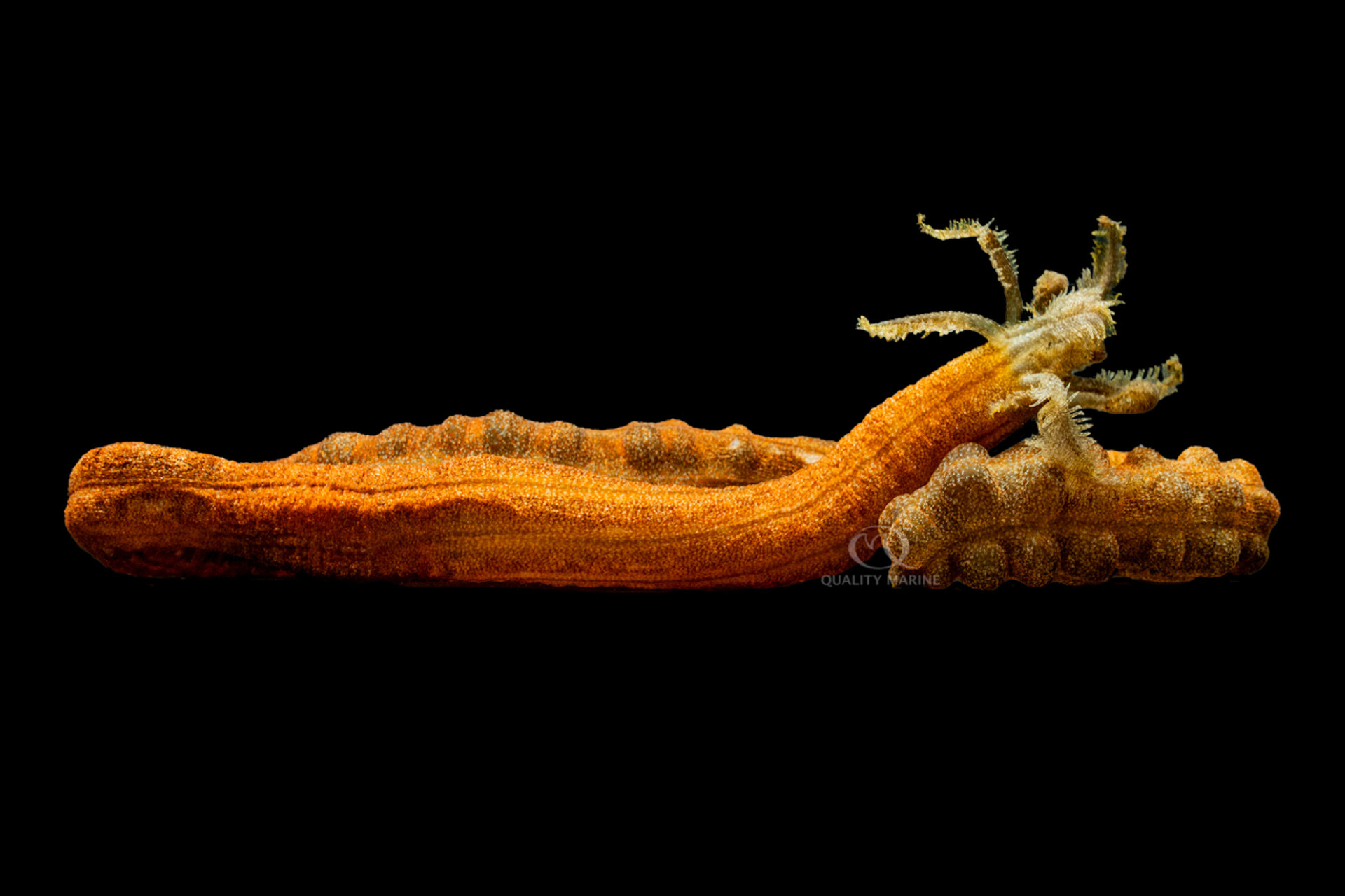 Medusa Worm thumbnail image