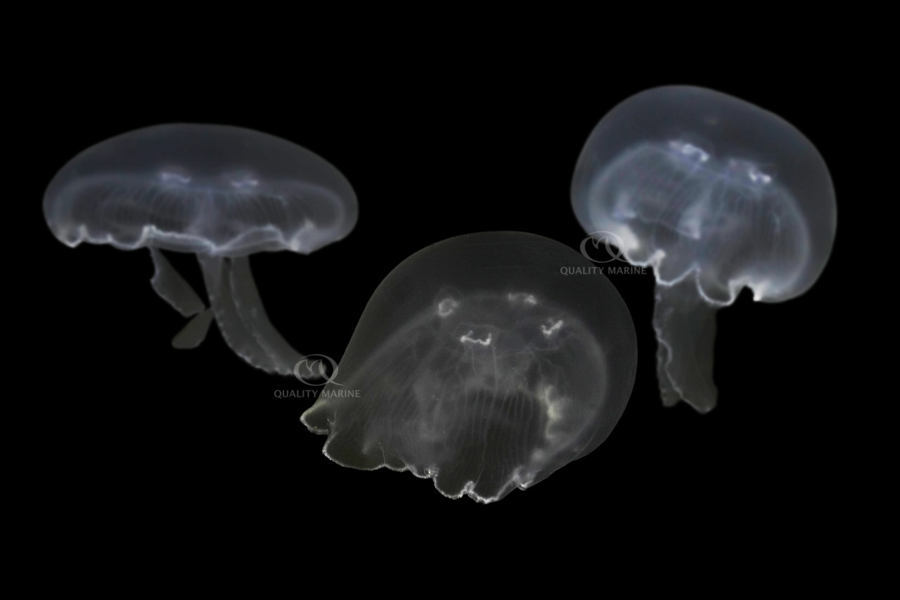 Shooting For the Moon thumbnail image