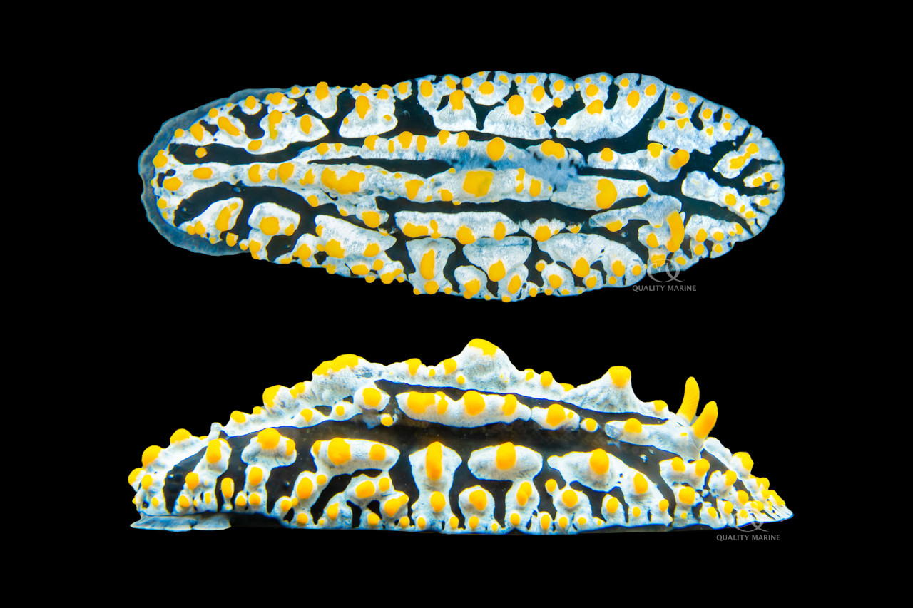 Heavenly Nudibranchs  thumbnail image