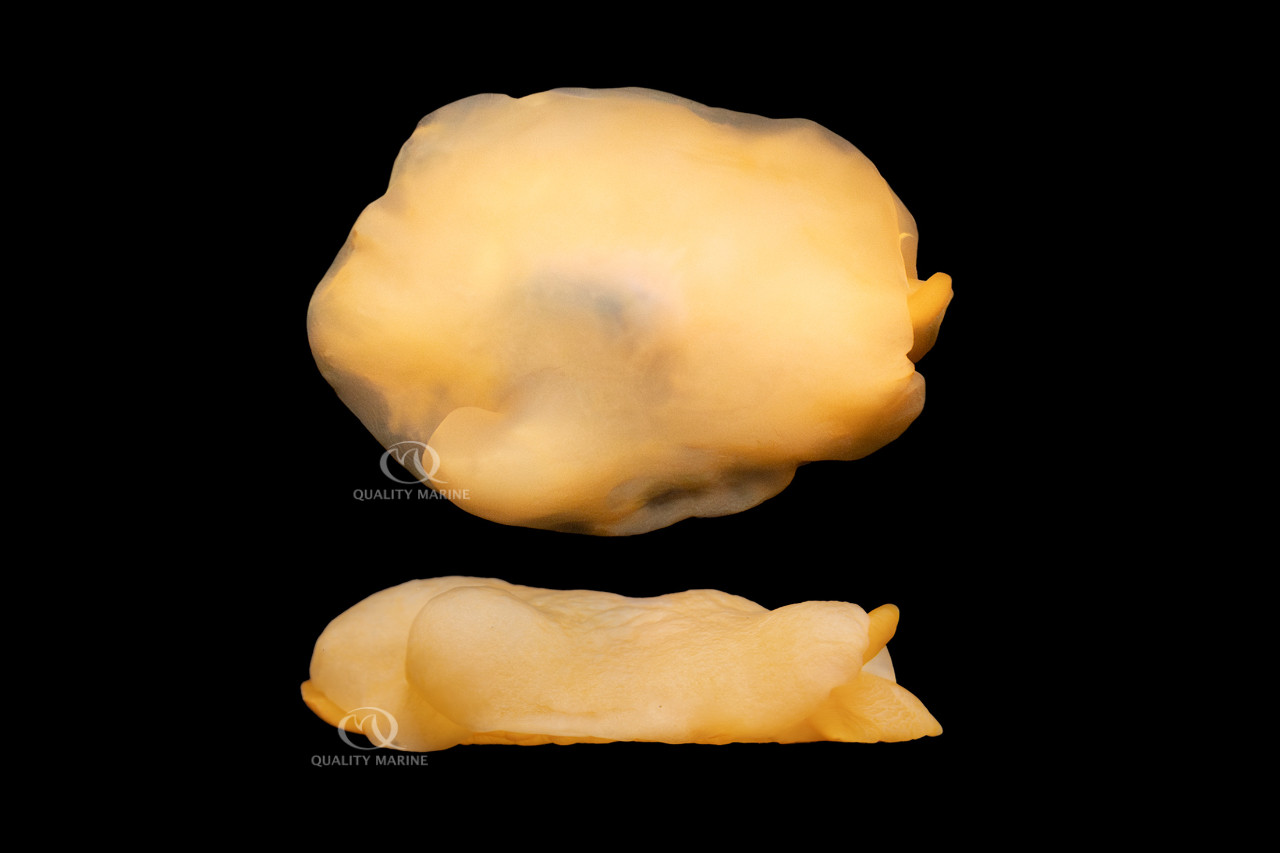 What's That Orange Gumdrop? thumbnail image