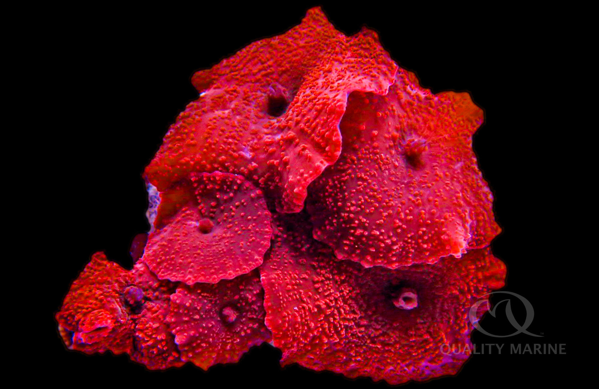 Let's Go Disco thumbnail image