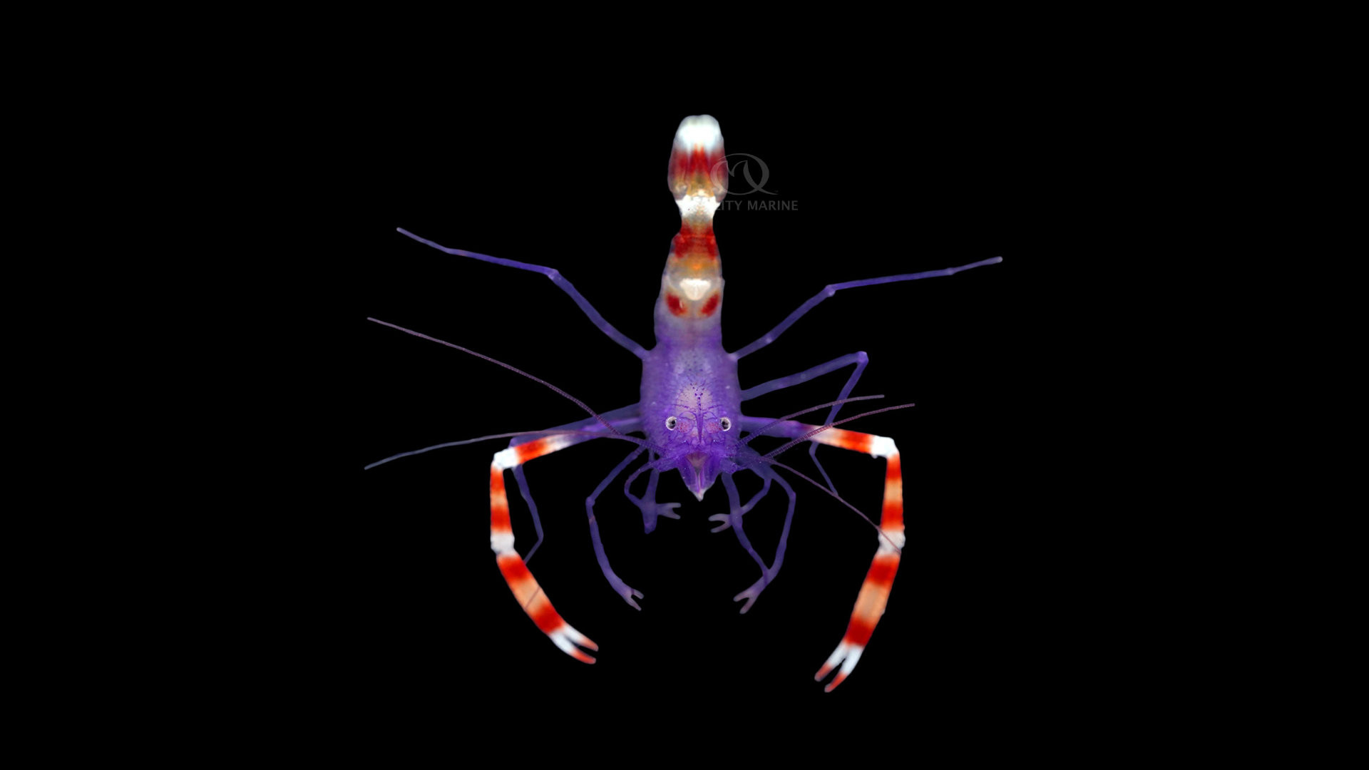 Blue Coral Banded Shrimp thumbnail image