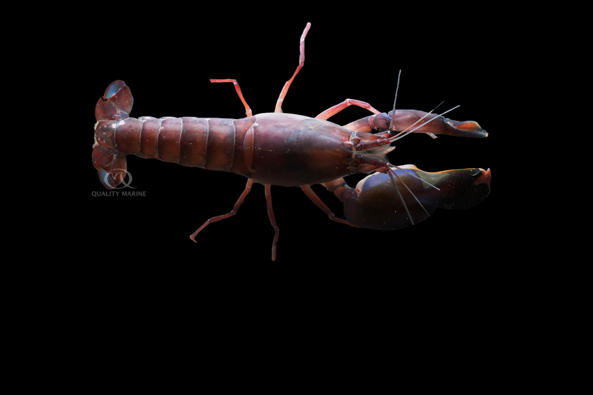 That Shrimp is Like Pow! thumbnail image