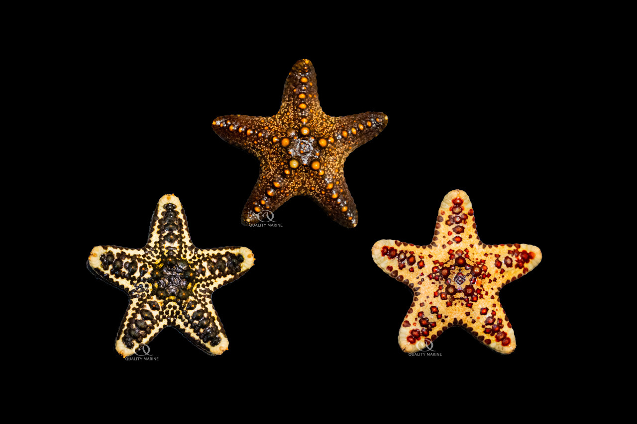Assorted African Star thumbnail image