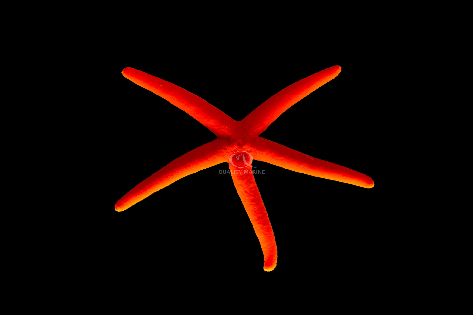 Lincking You To A Beautiful Red Star thumbnail image