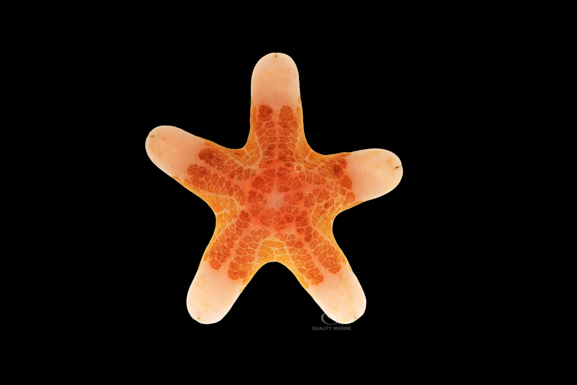 Granulated Star thumbnail image