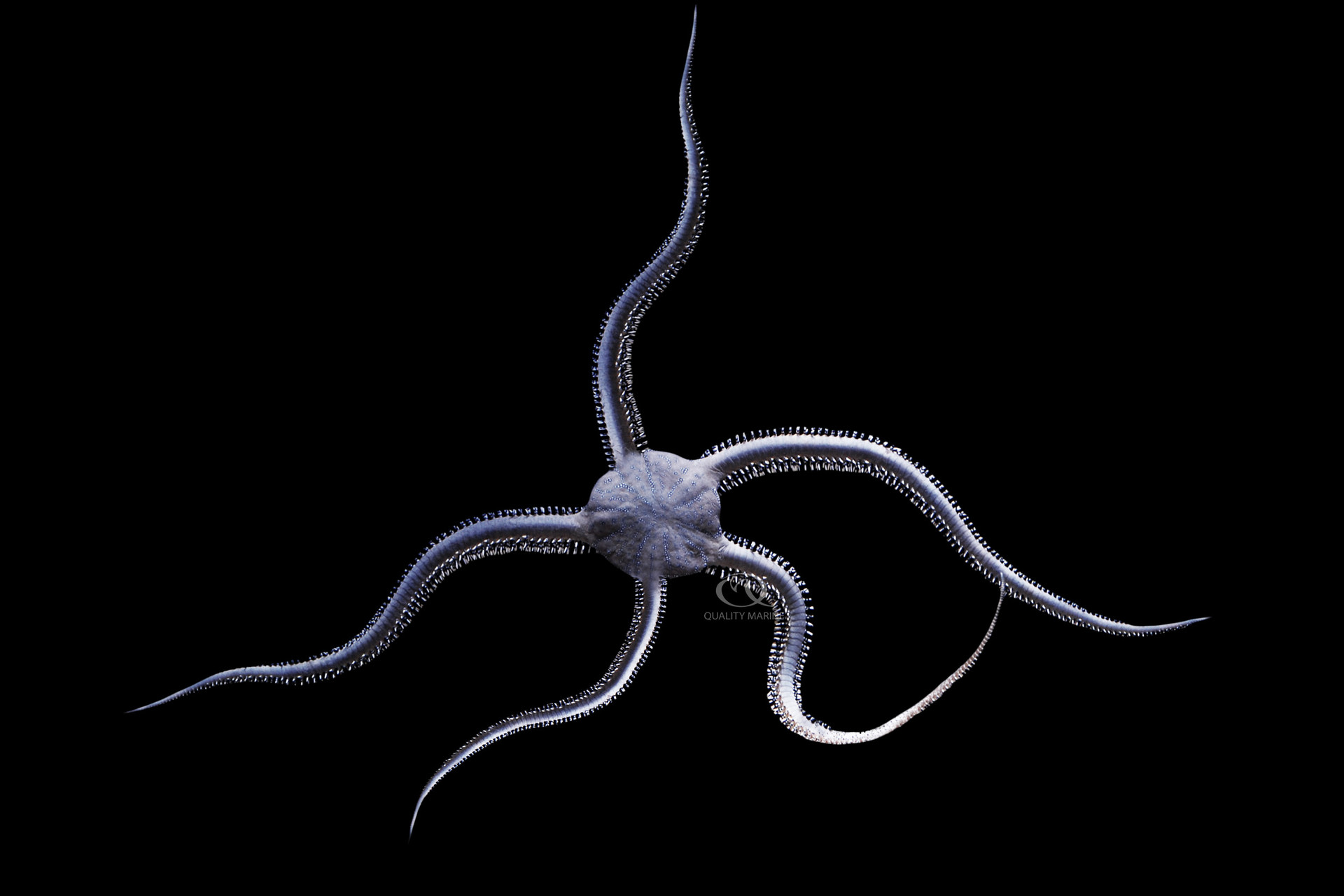 The Star of the Clean Up Crew thumbnail image