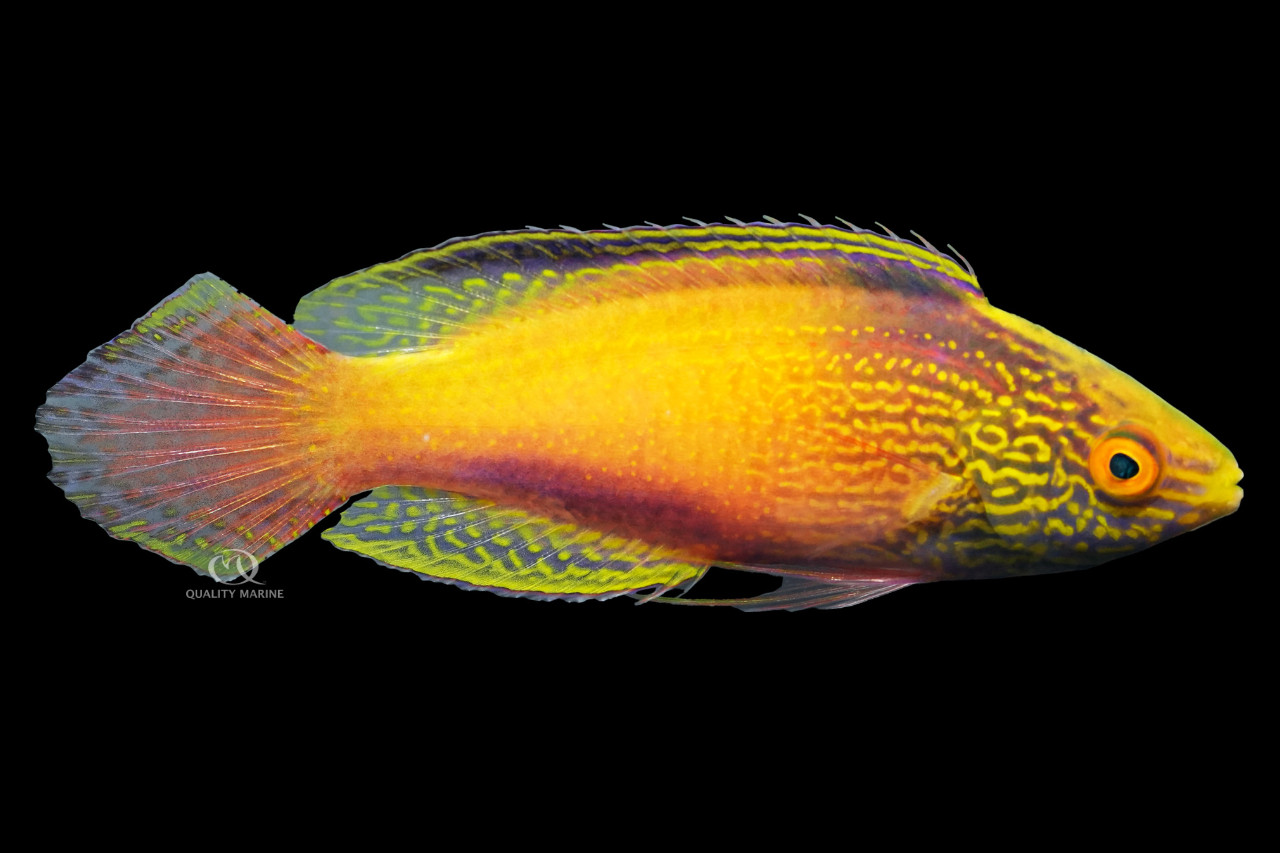 Go For the Gold (Rhomboid) thumbnail image