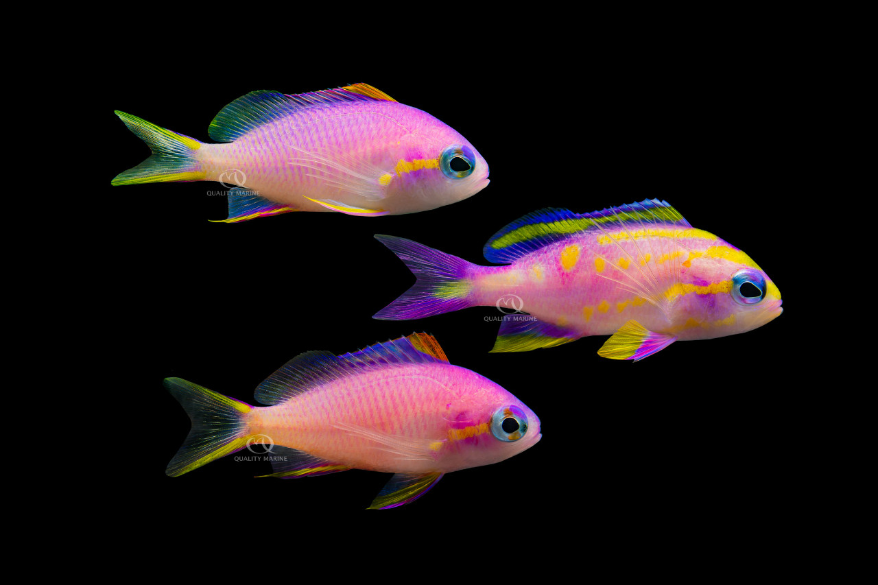 Rare and Gorgeous: Bennett's Anthias thumbnail image