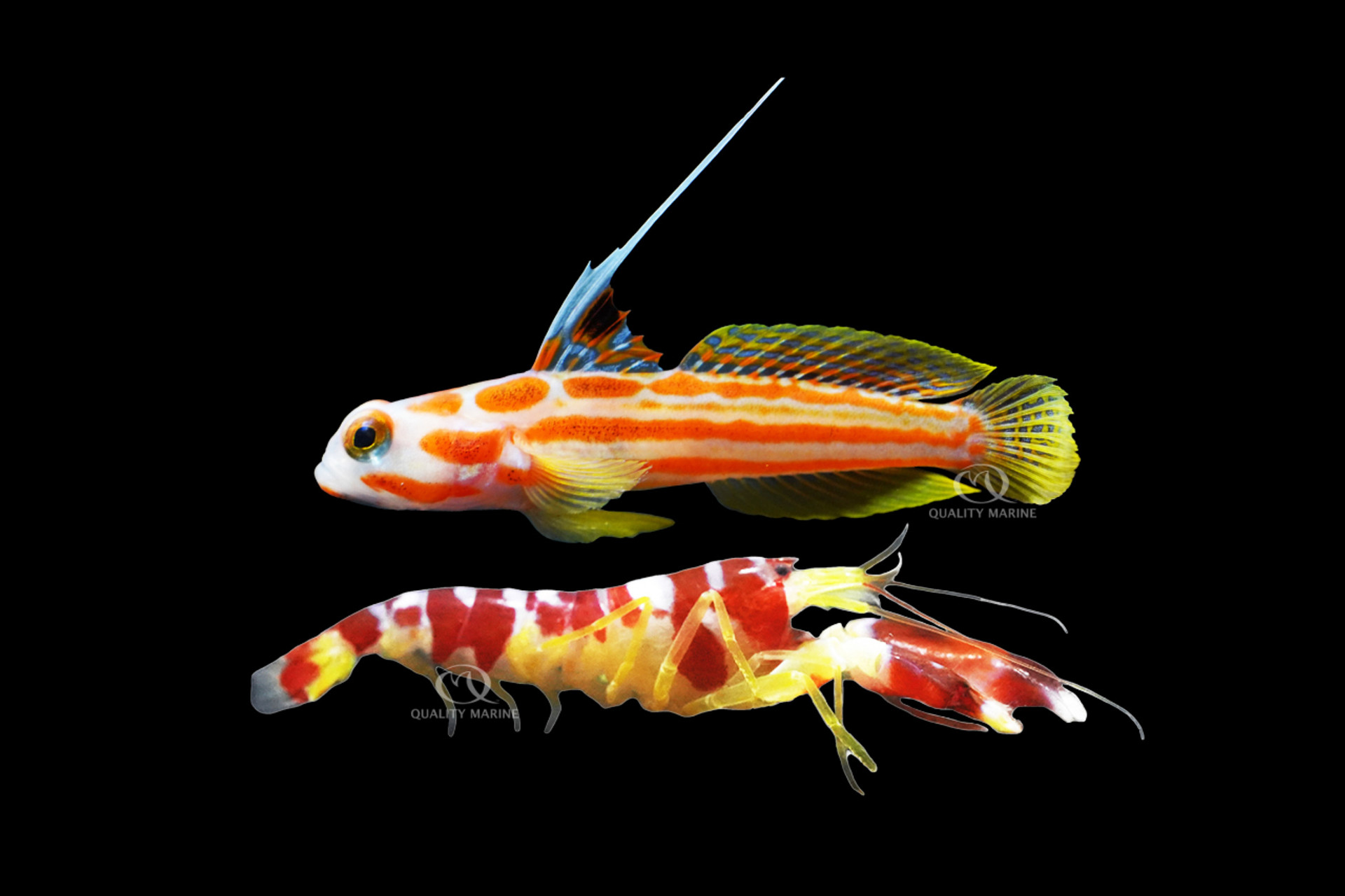 Aquaculture Yashia Goby W/ Red Banded Pistol (Wild) thumbnail image