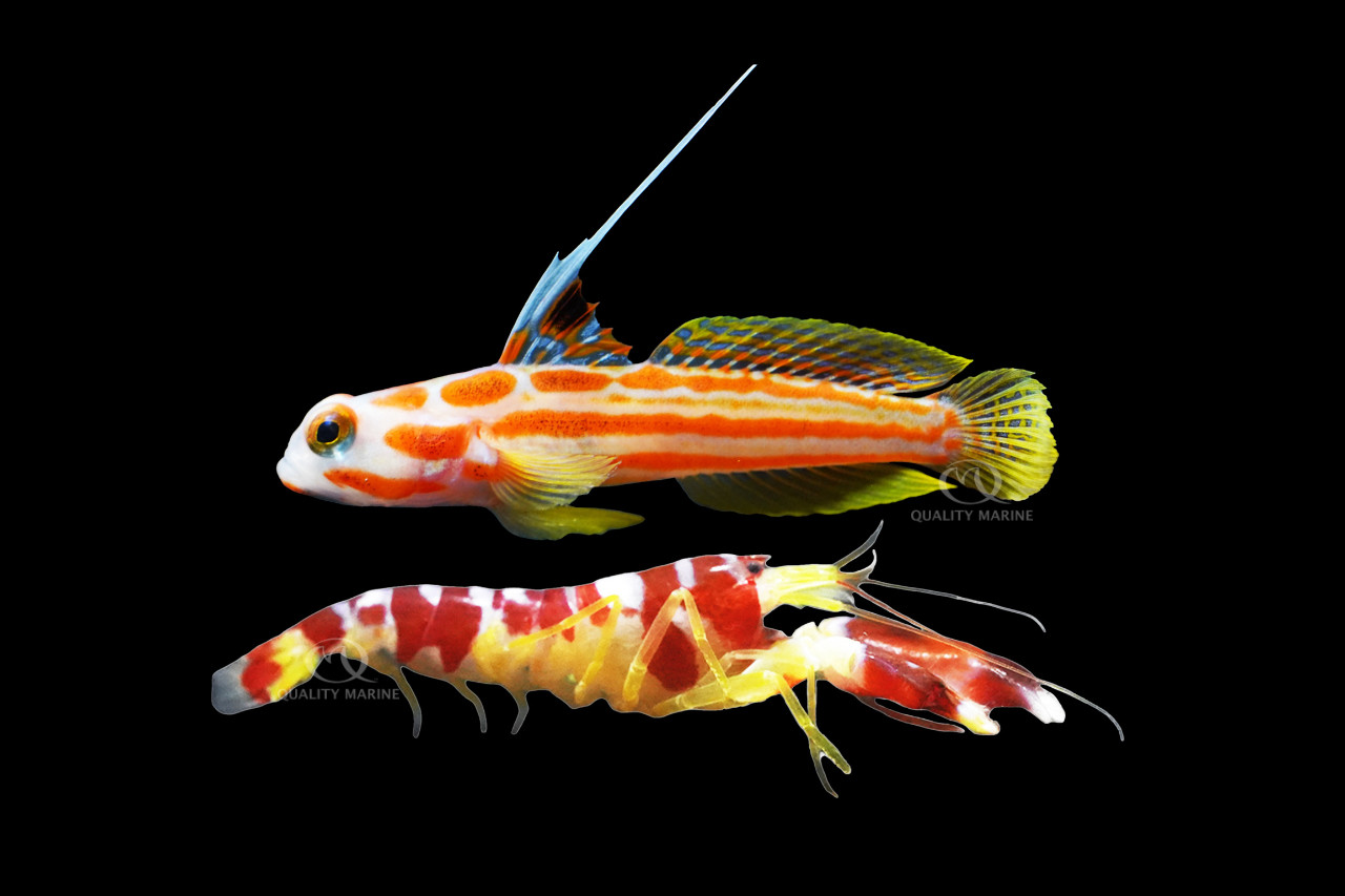 The Greatest Desktop Aquarium Pair? thumbnail image