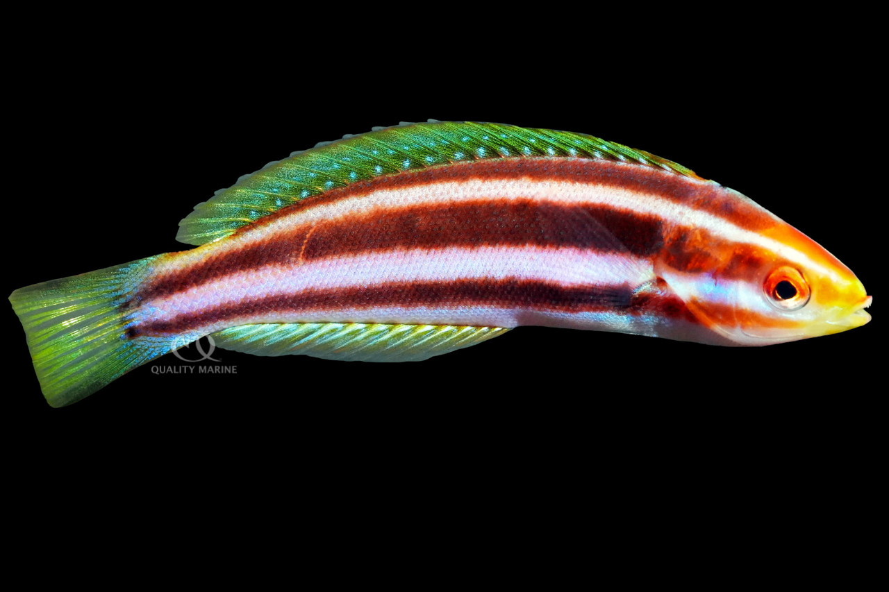 Highly Underrated Fish - Rust-Banded Wrasse thumbnail image