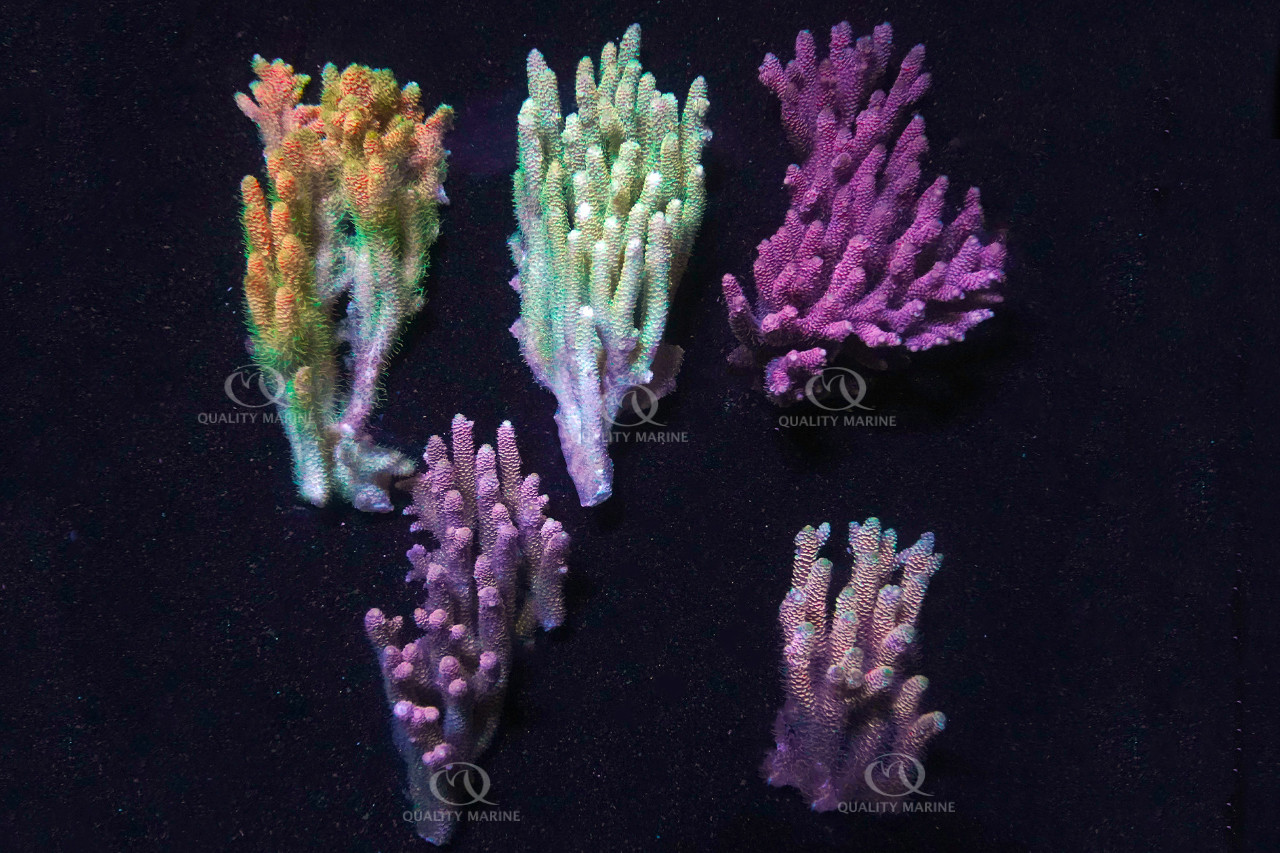 Solomon Islands Acropora thumbnail image