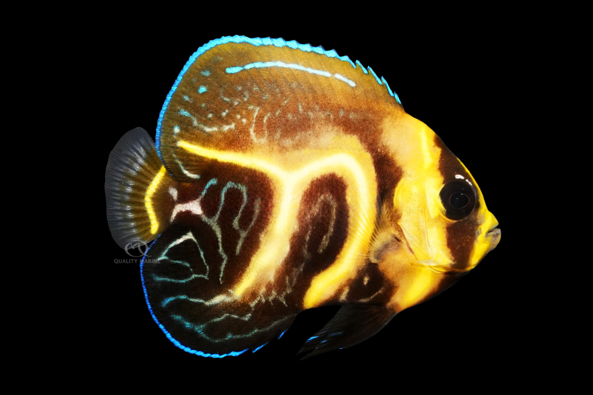 Aquacultured Juvenile Cortez Angelfish, Bali Aquarich thumbnail image