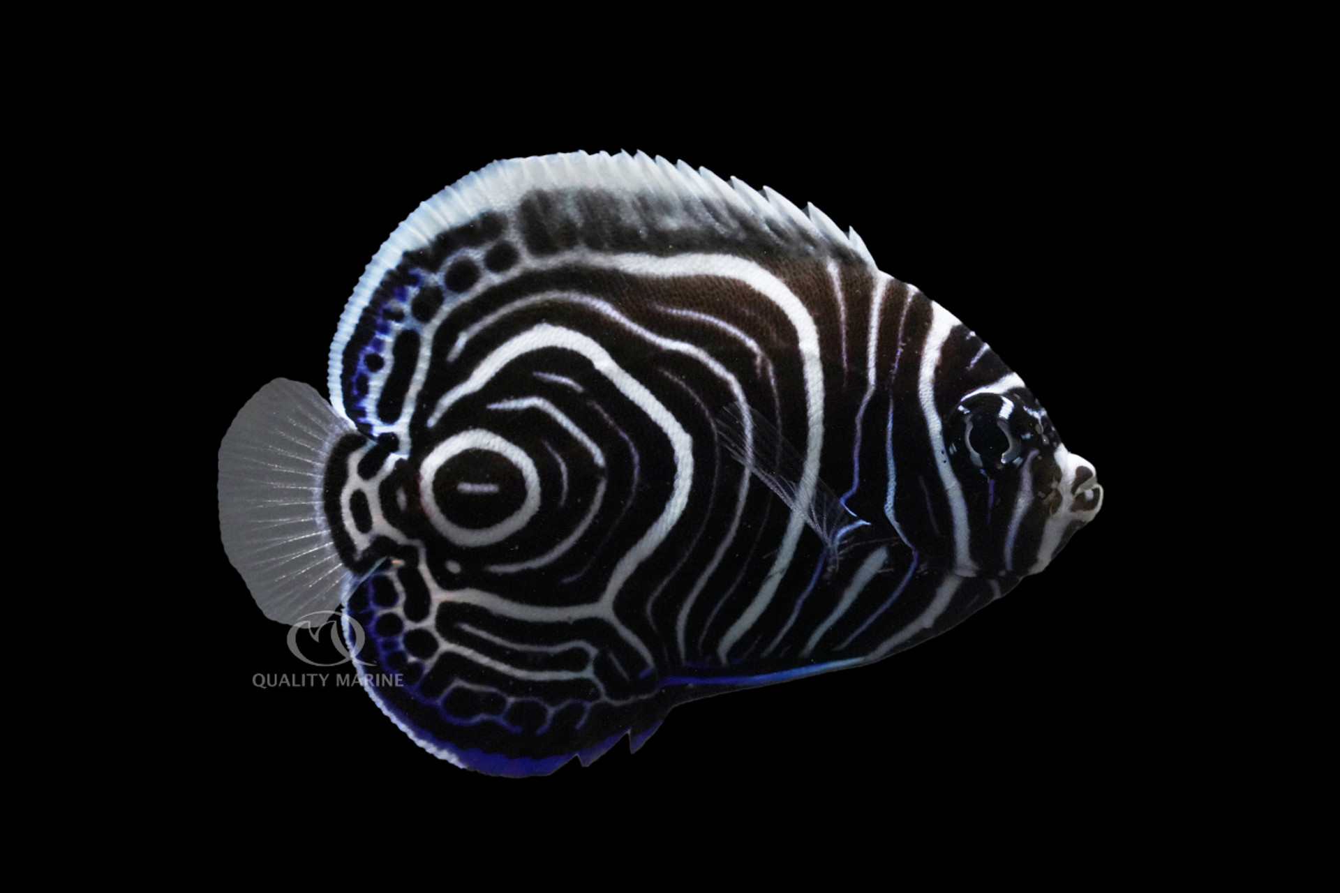 Aquarich Aquacultures Angels - Imperator Episode! thumbnail image