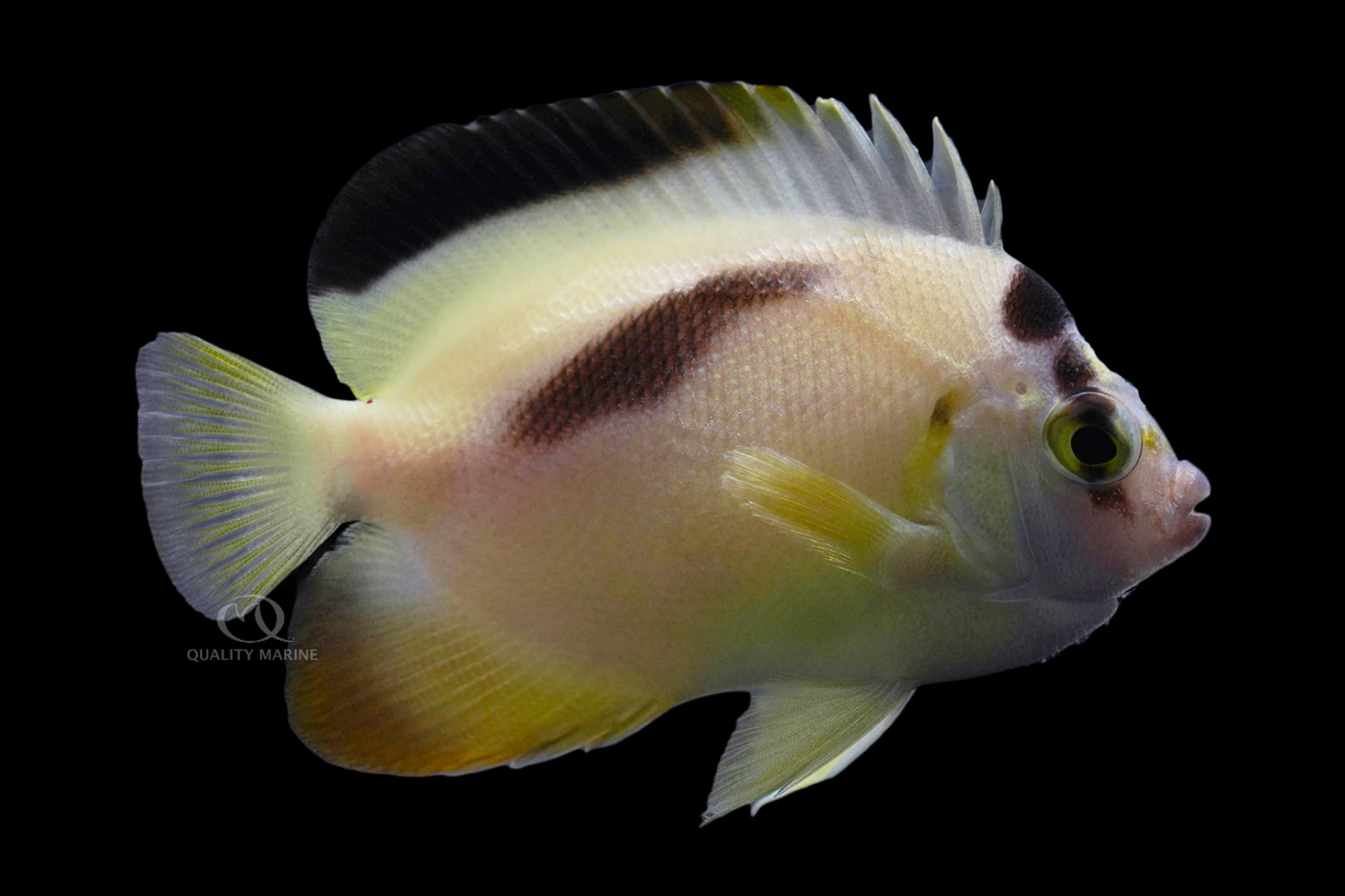 Bali Aquarich Cultured Xanthopunctatus x Griffis Hybrid Angelfish thumbnail image