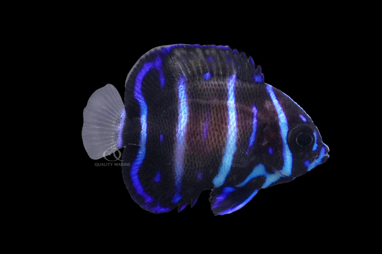 Your Majesty thumbnail image