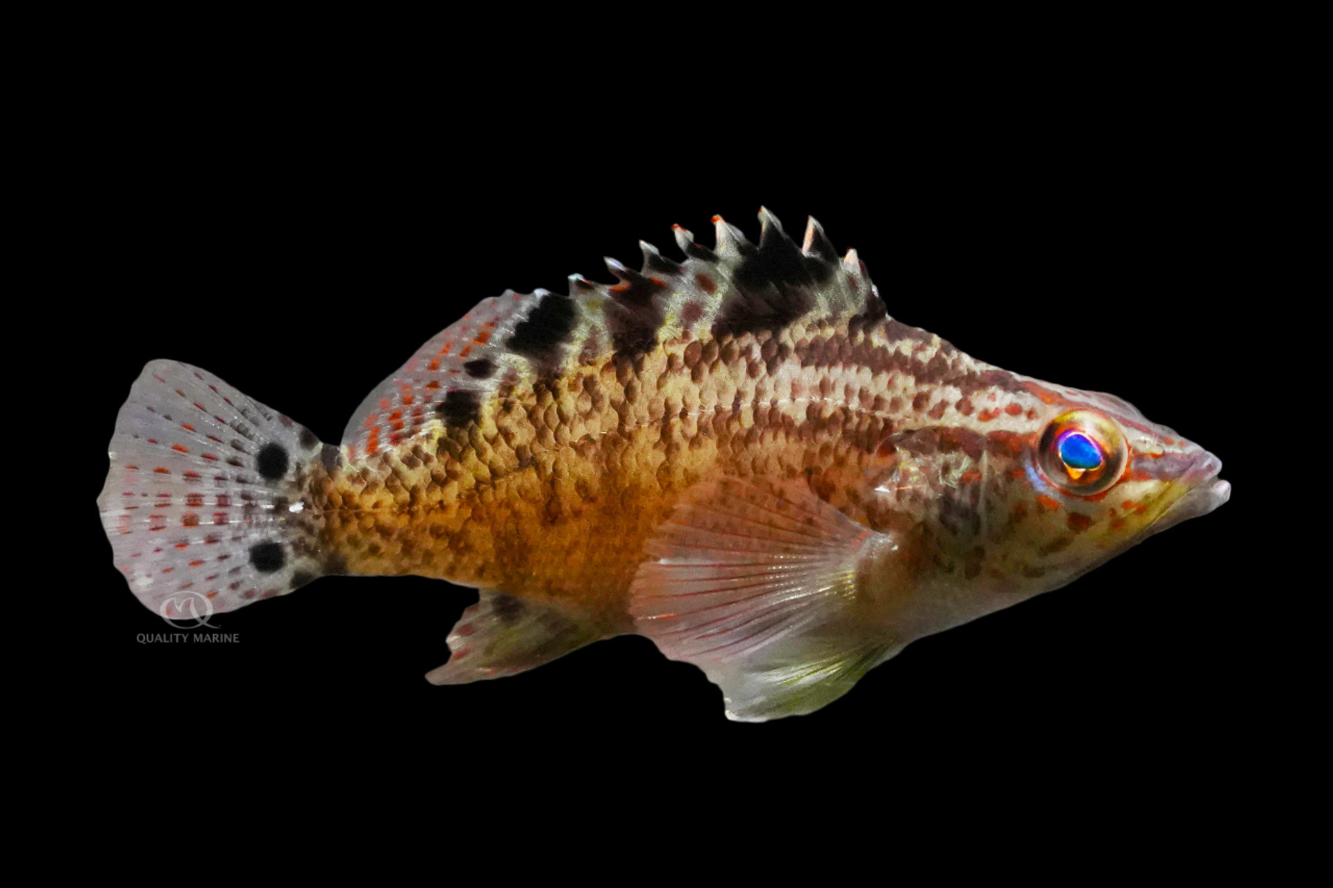 Aquacultured Twinspot Bass thumbnail image