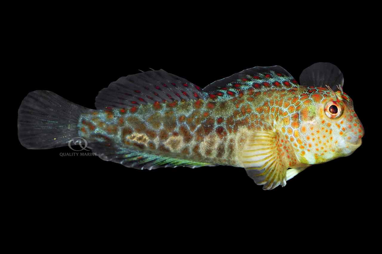 Highly Underrated Fish - Aquacultured Tessellated Blenny thumbnail image