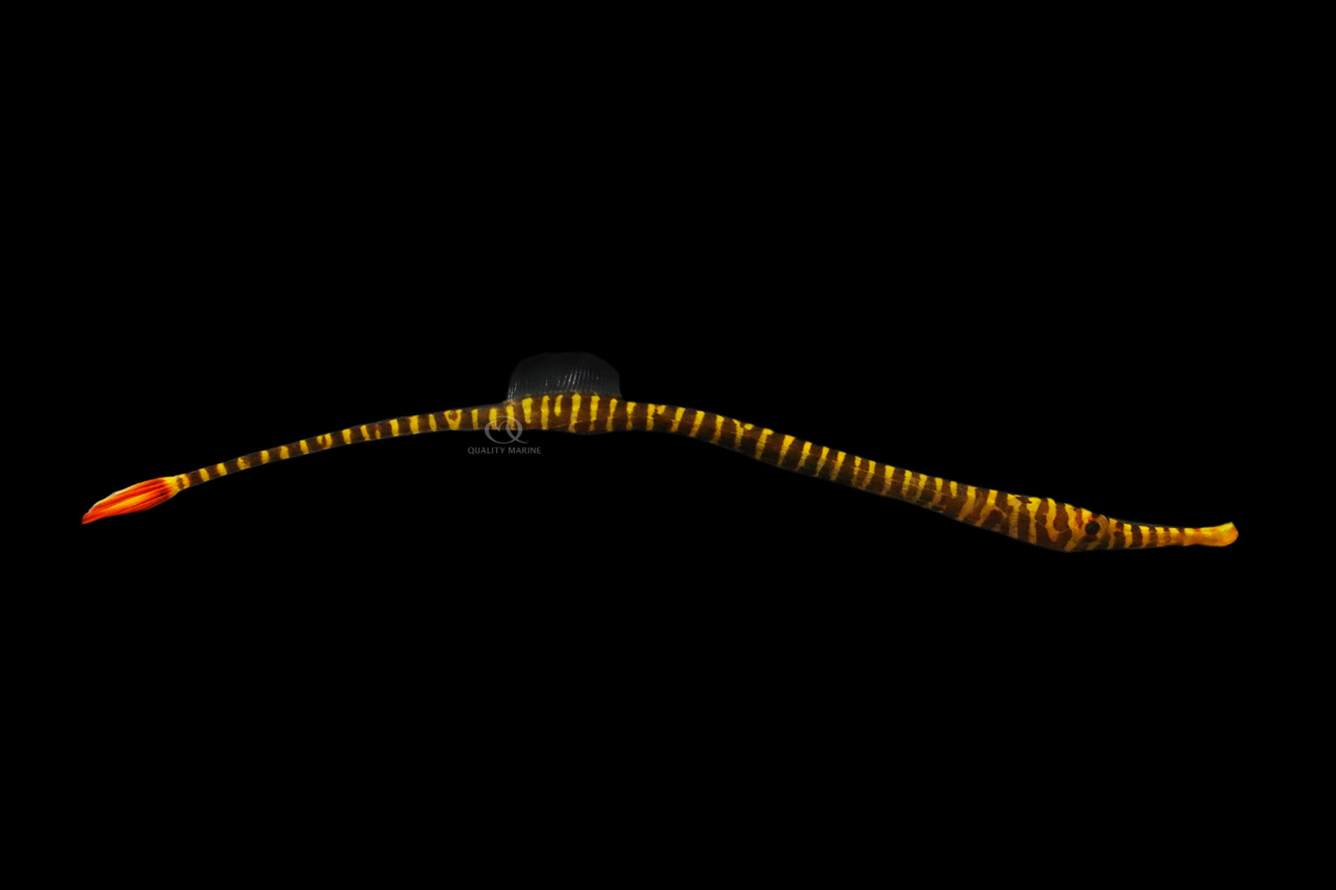 Aquacultured Yellowbanded Pipefish thumbnail image