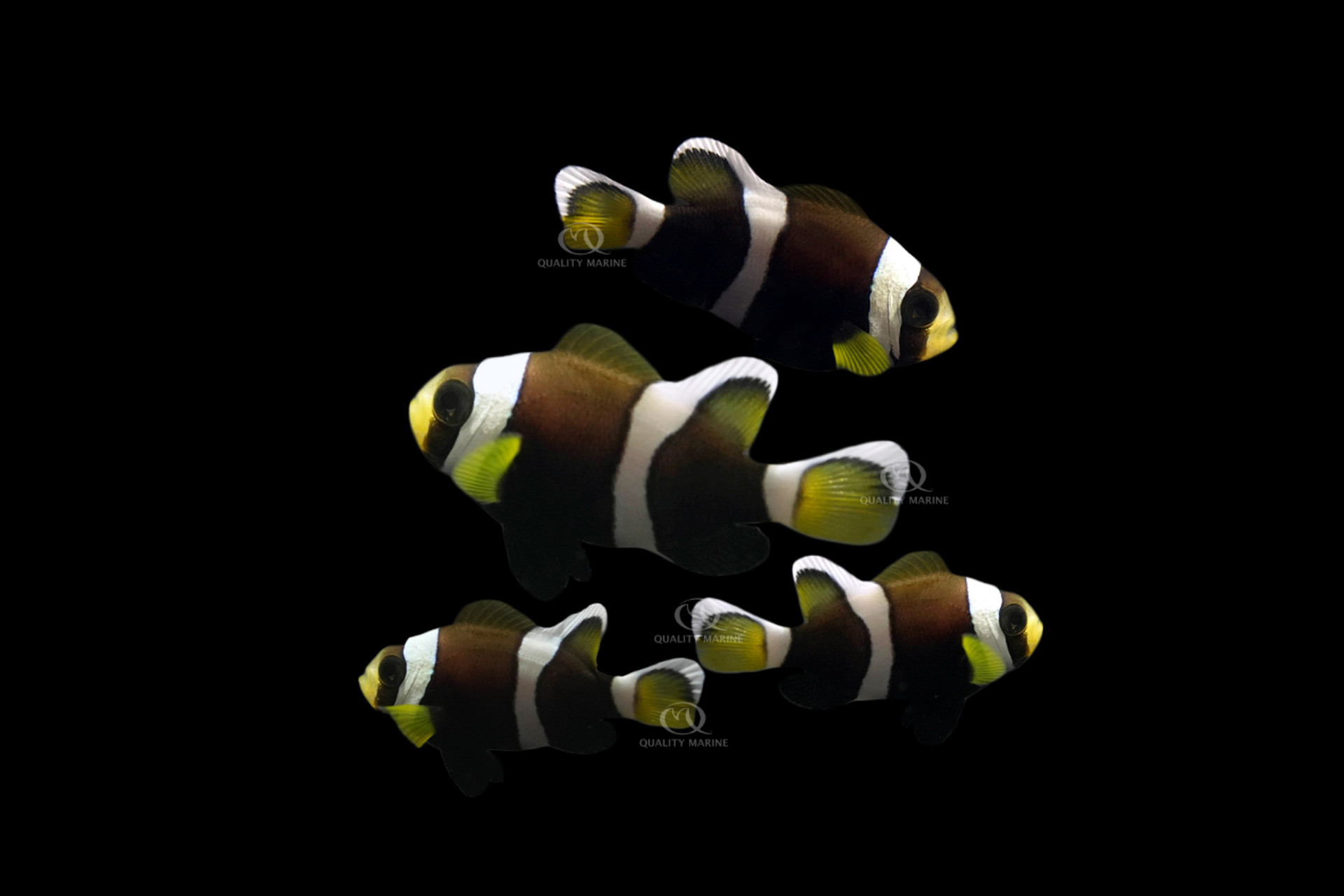 QM Labs Wide-band Clownfish thumbnail image