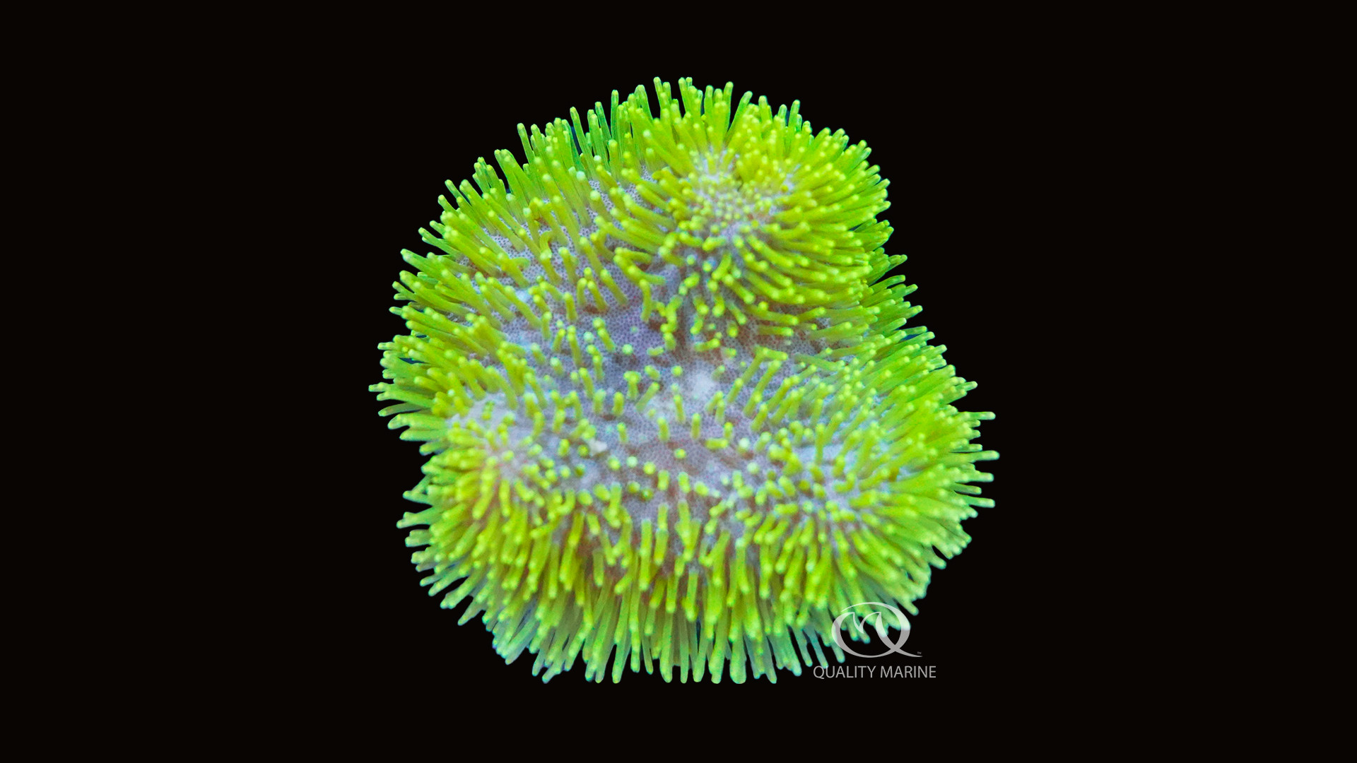 It Ain't Easy Bein Green (actually, it kinda is) thumbnail image