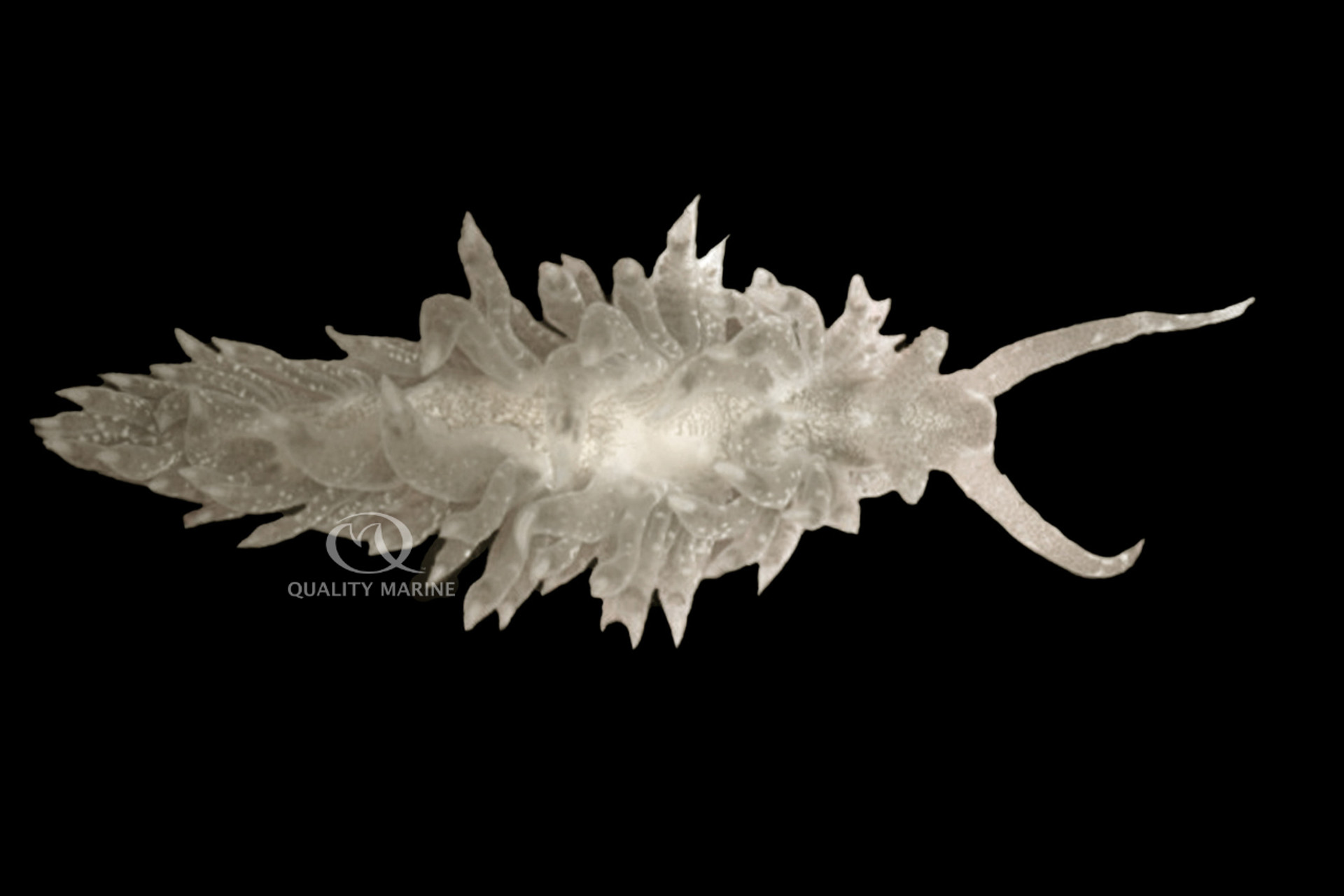 Aquacultured "Aiptasia-Eating" Berghia Nudibranch thumbnail image