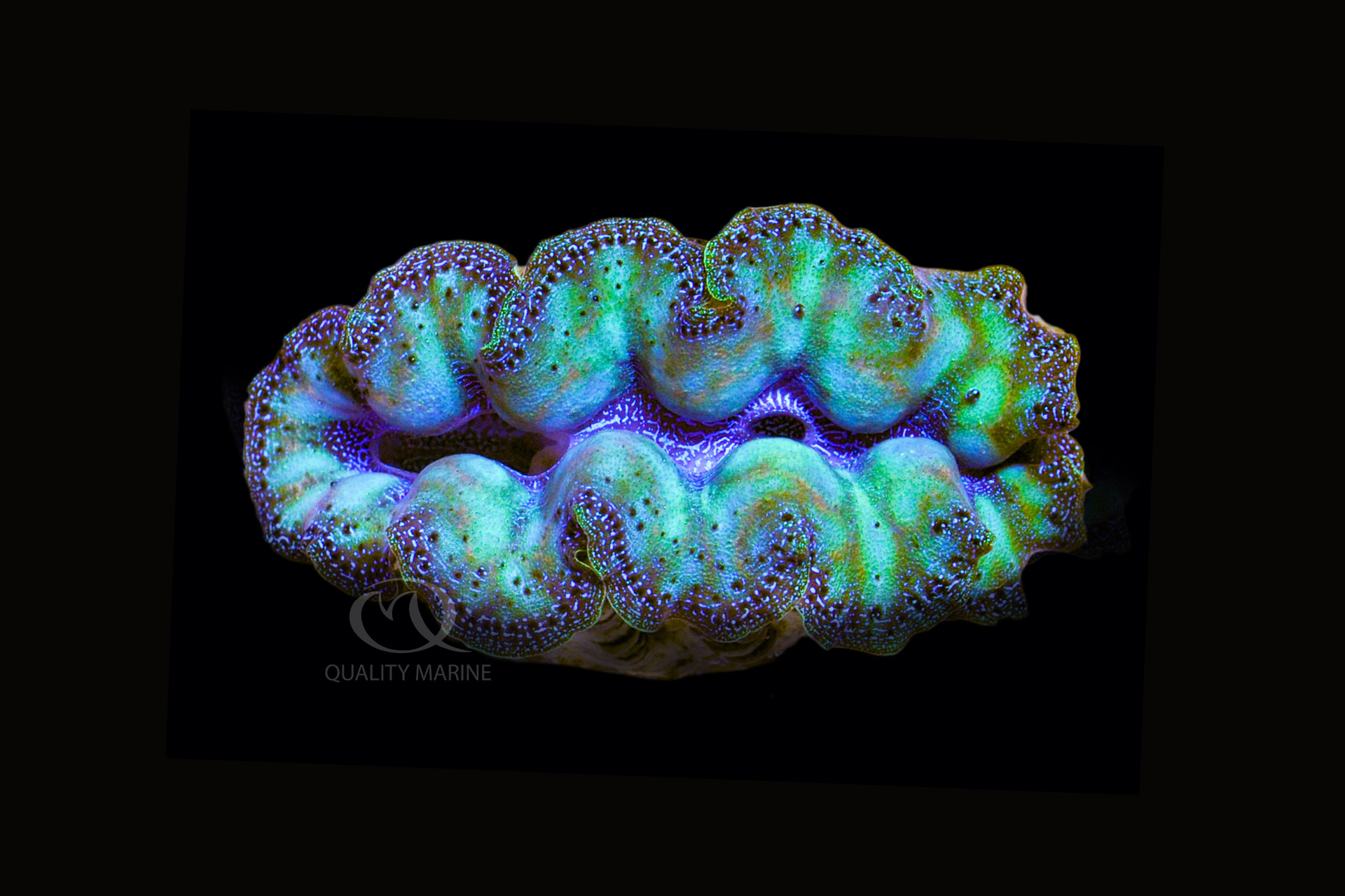 Happy as a Clam thumbnail image