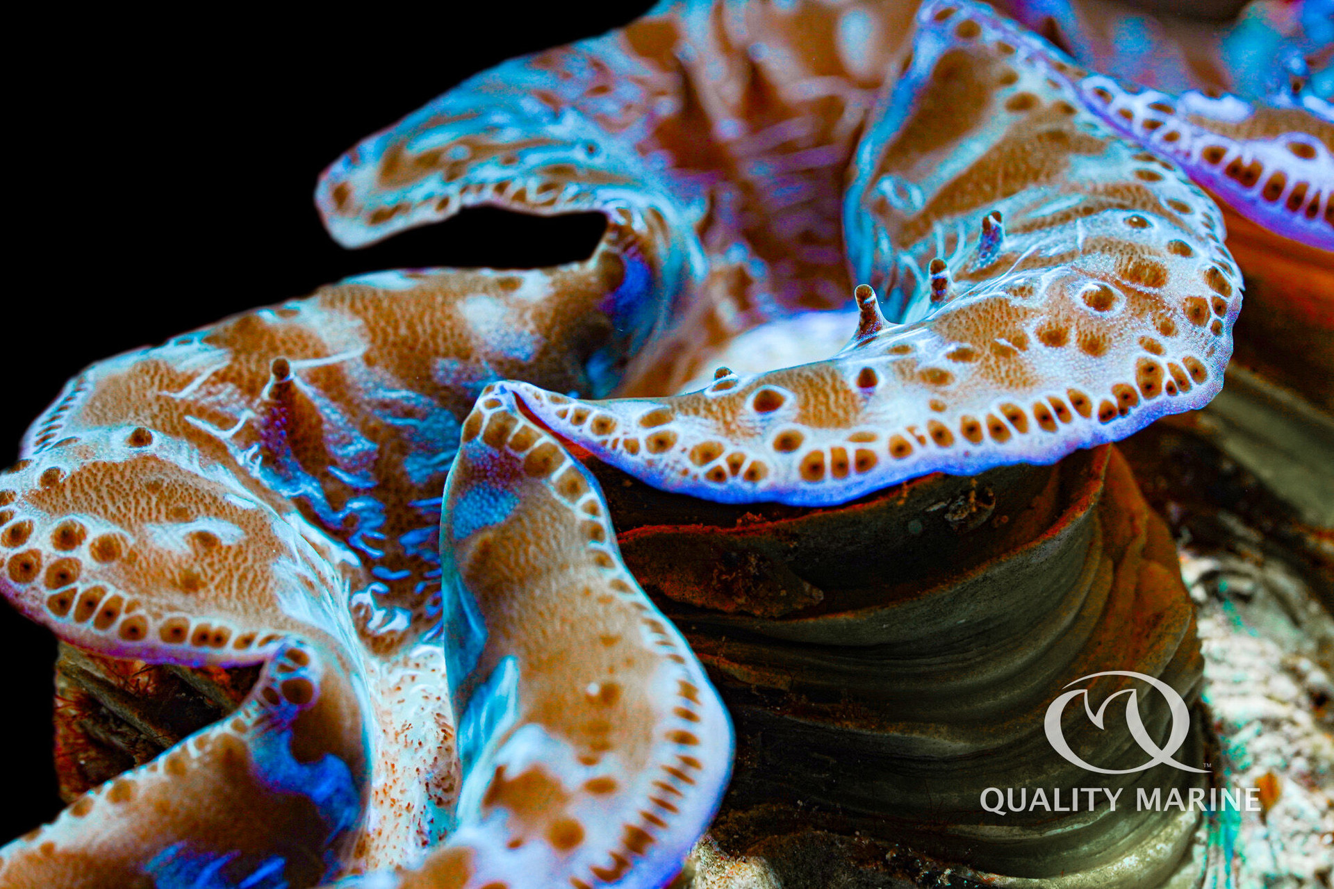 Tridacna maxima - Maxima Blue/Turquoise Ultra thumbnail image