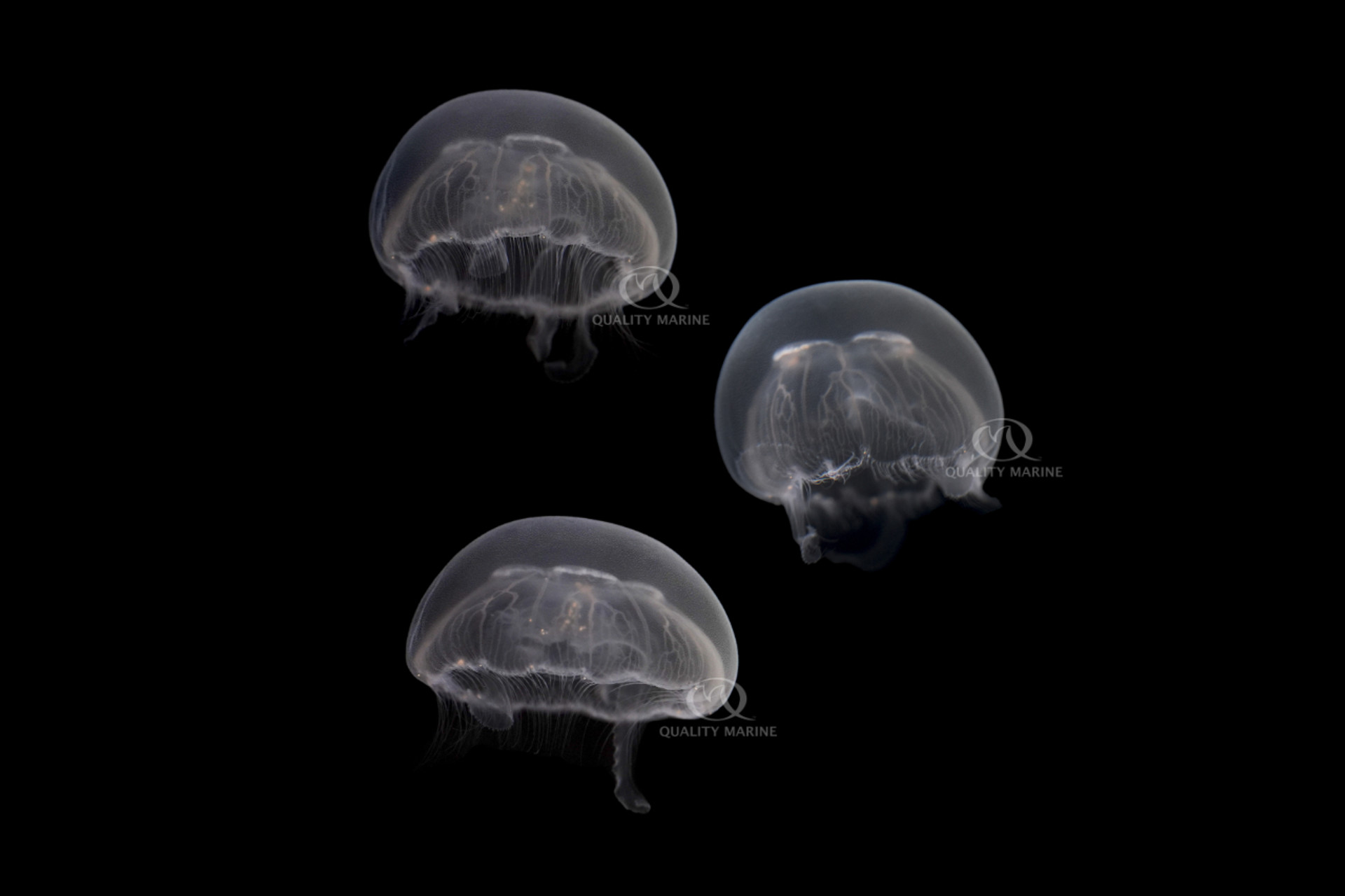 QM Labs successfully aquacultures the Moon Jellyfish (Aurelia aurita) thumbnail image