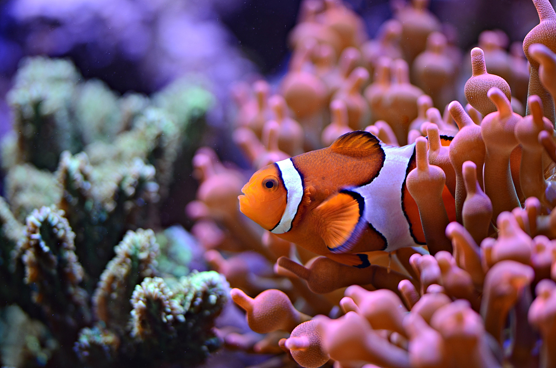 3 Tips For Keeping Small Aquariums thumbnail image