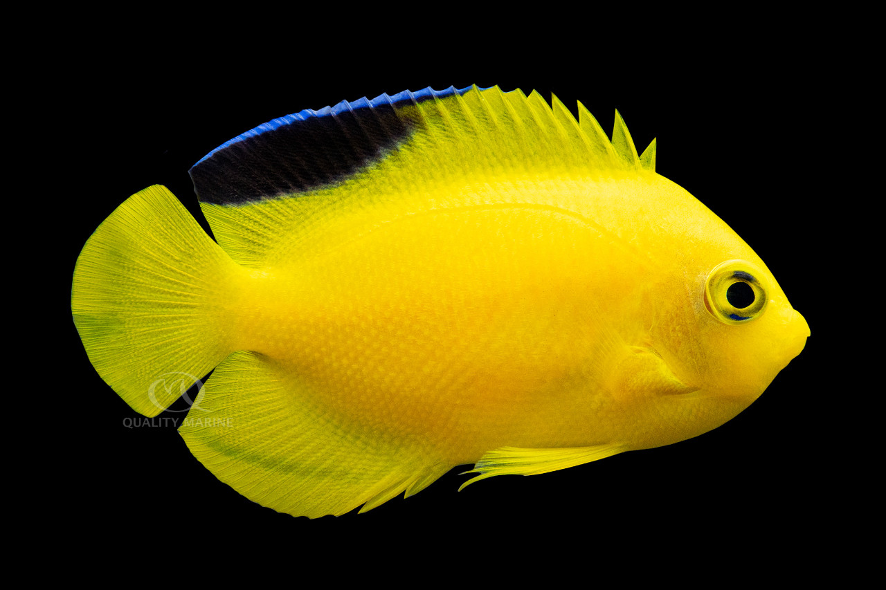 Yellow & Black Angelfish thumbnail image